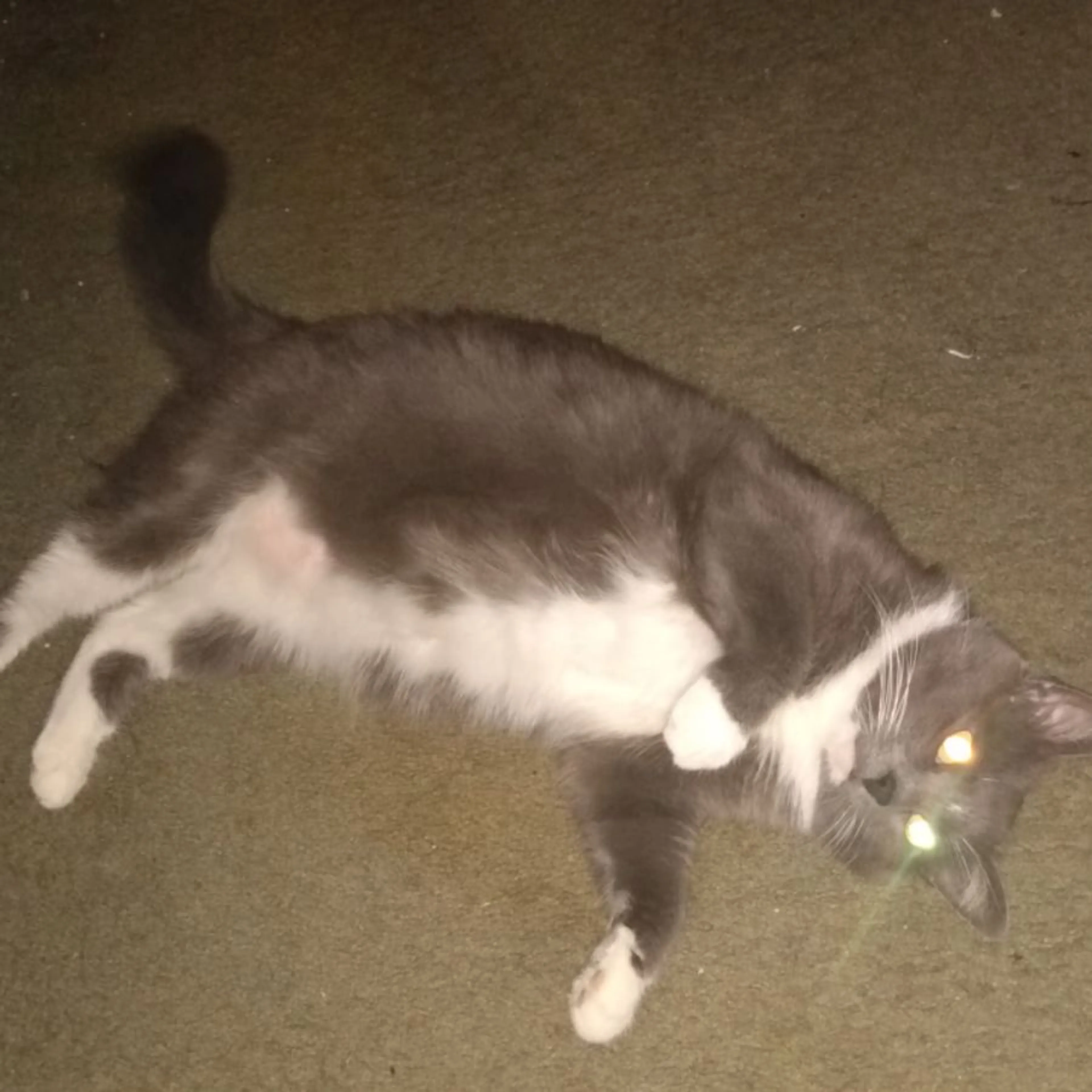 Lost pet