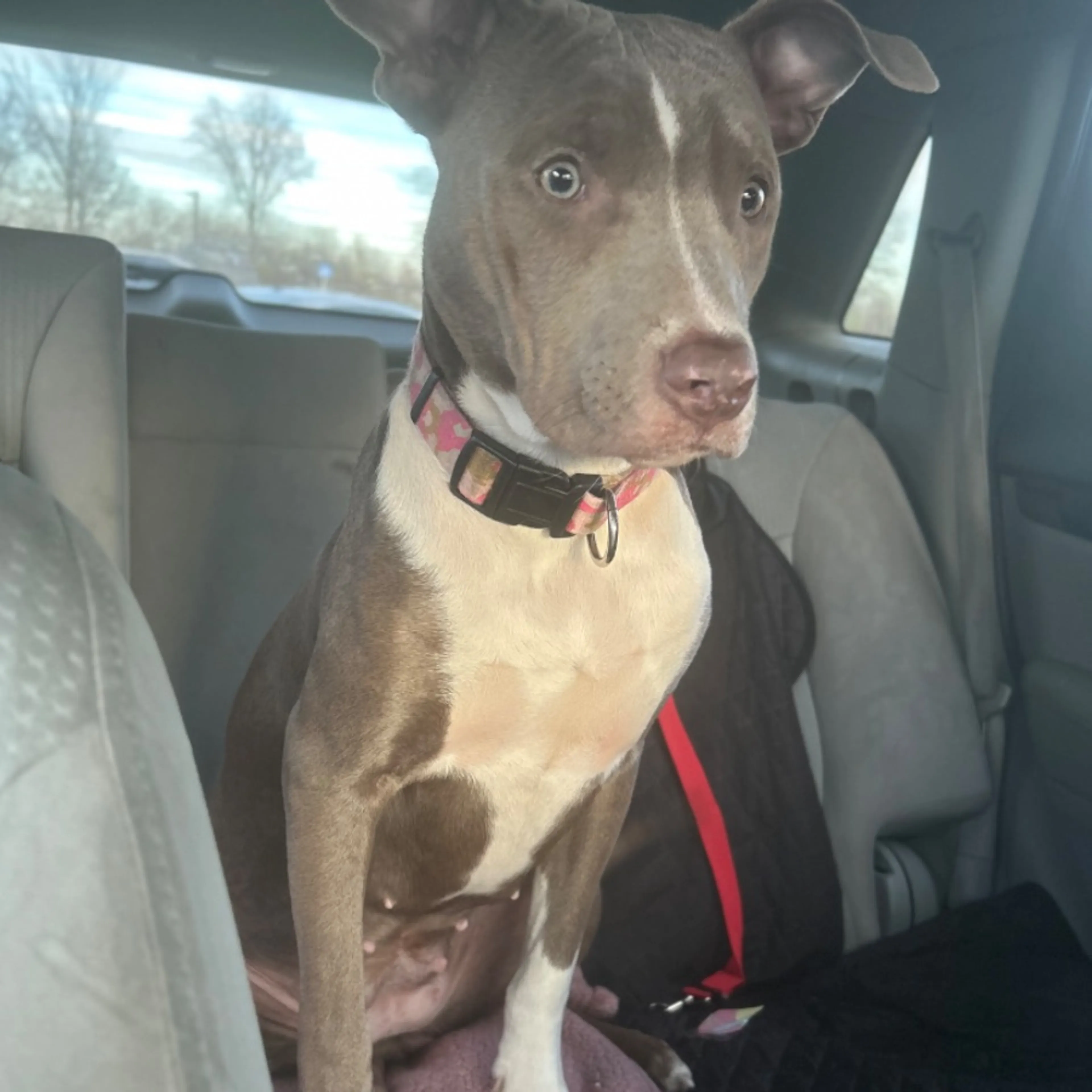 Lost pet