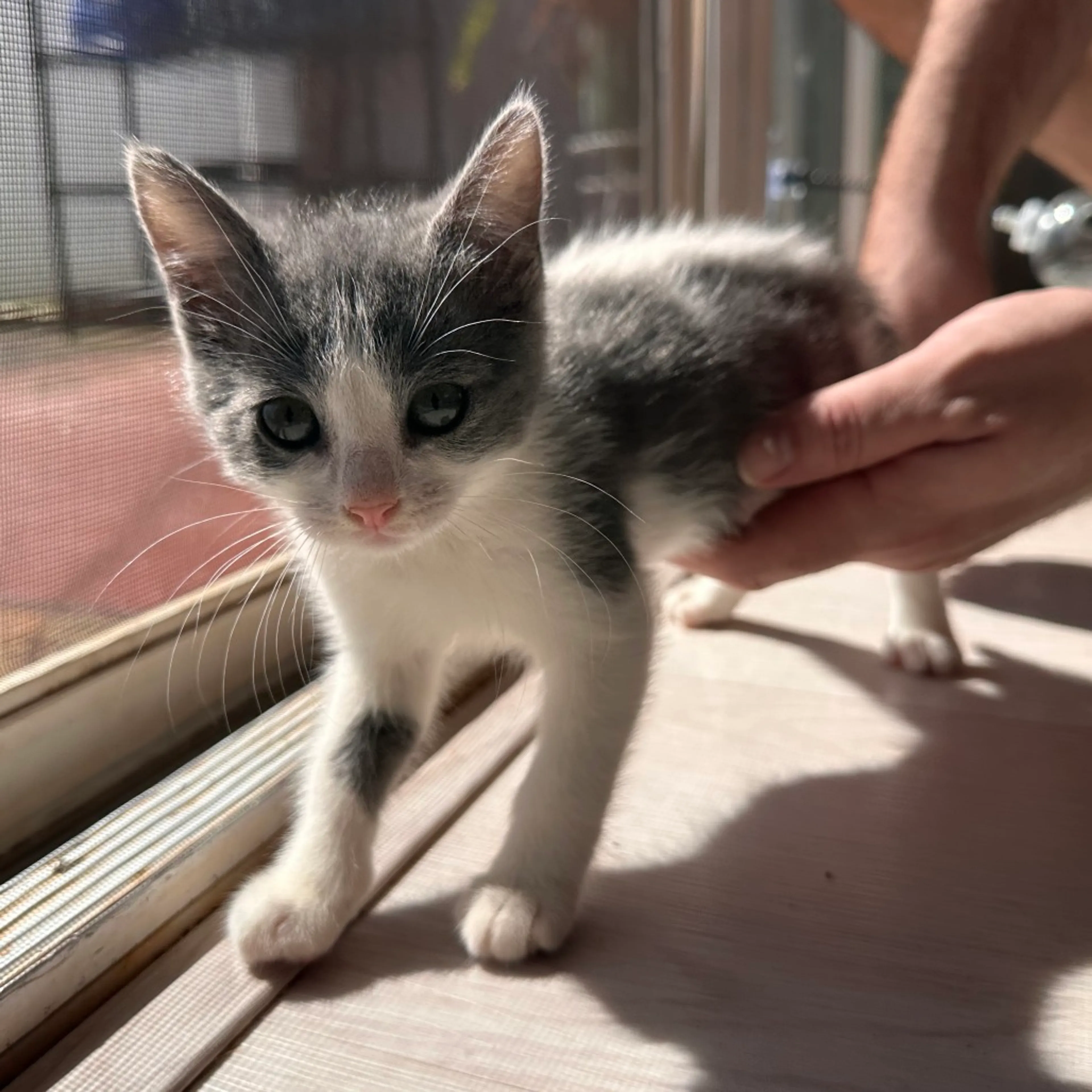 Found pet-0