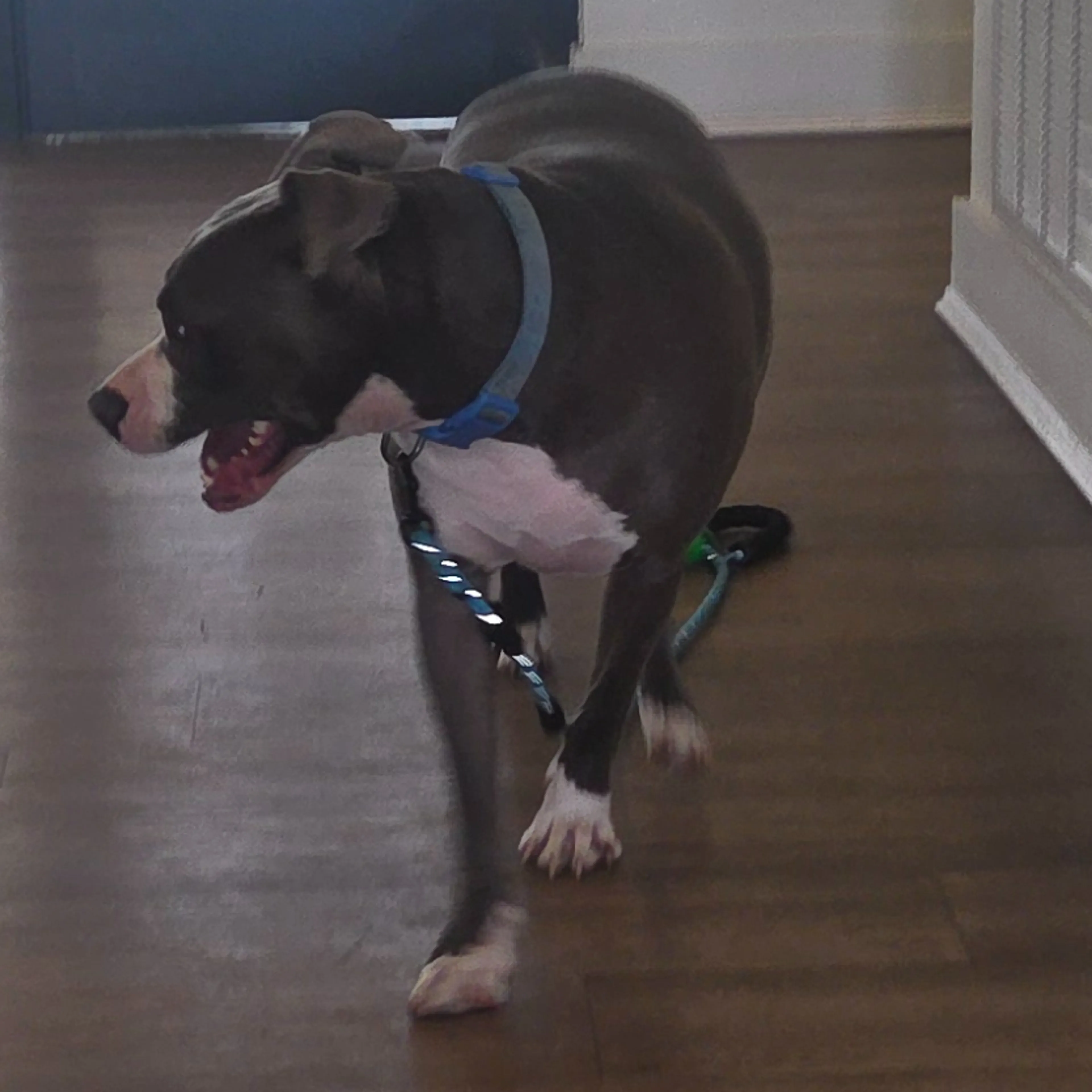 Found pet-3