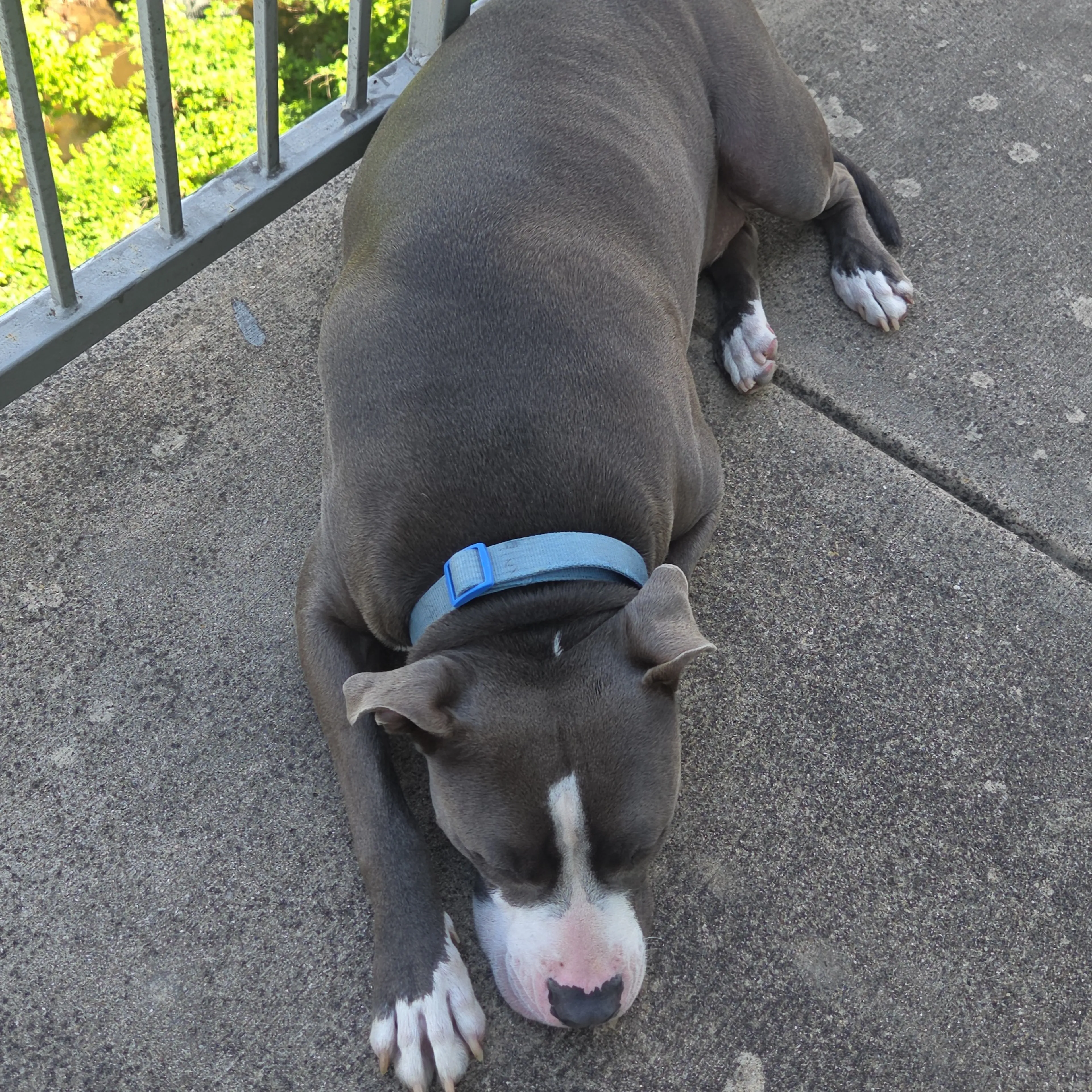 Found pet-1