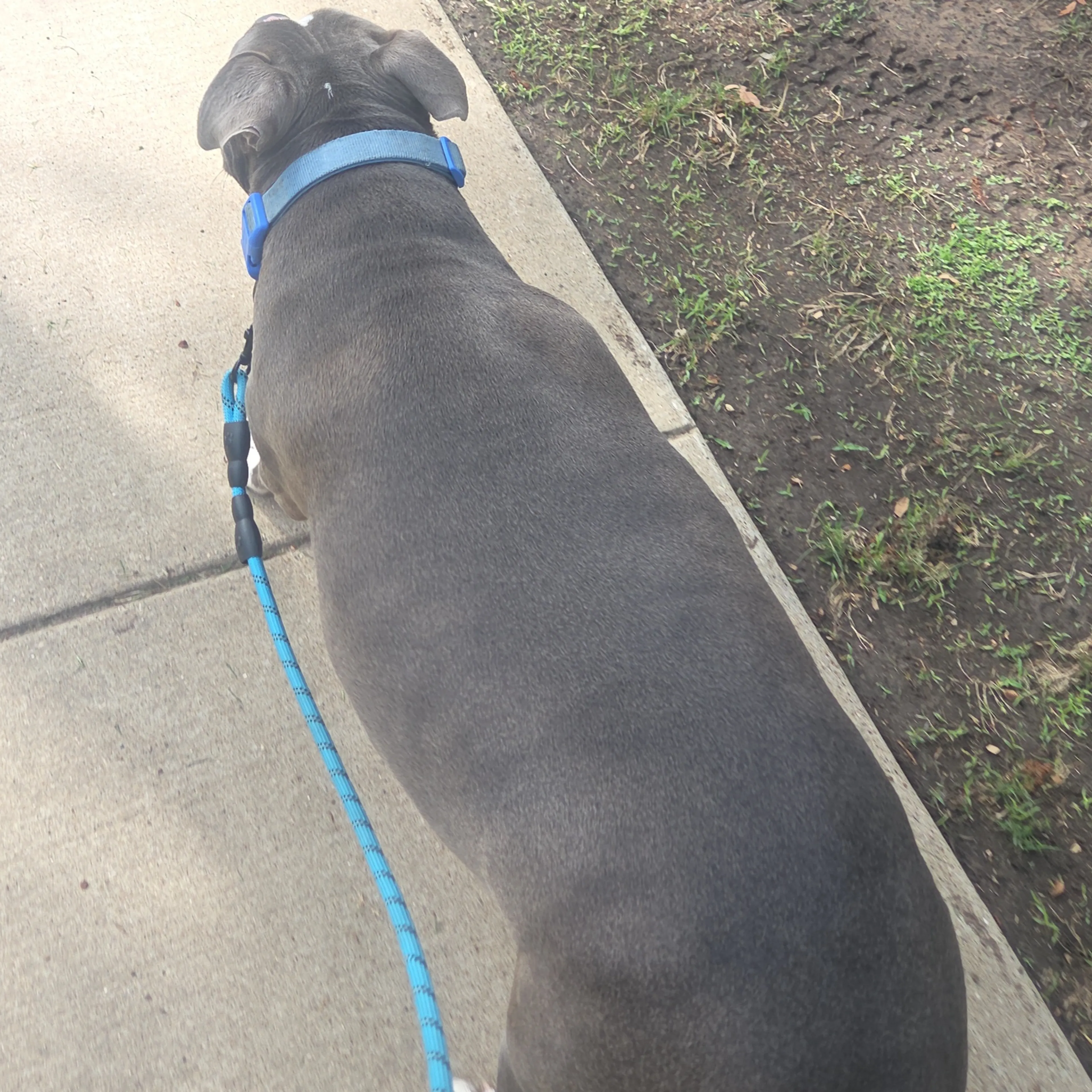 Found pet-2
