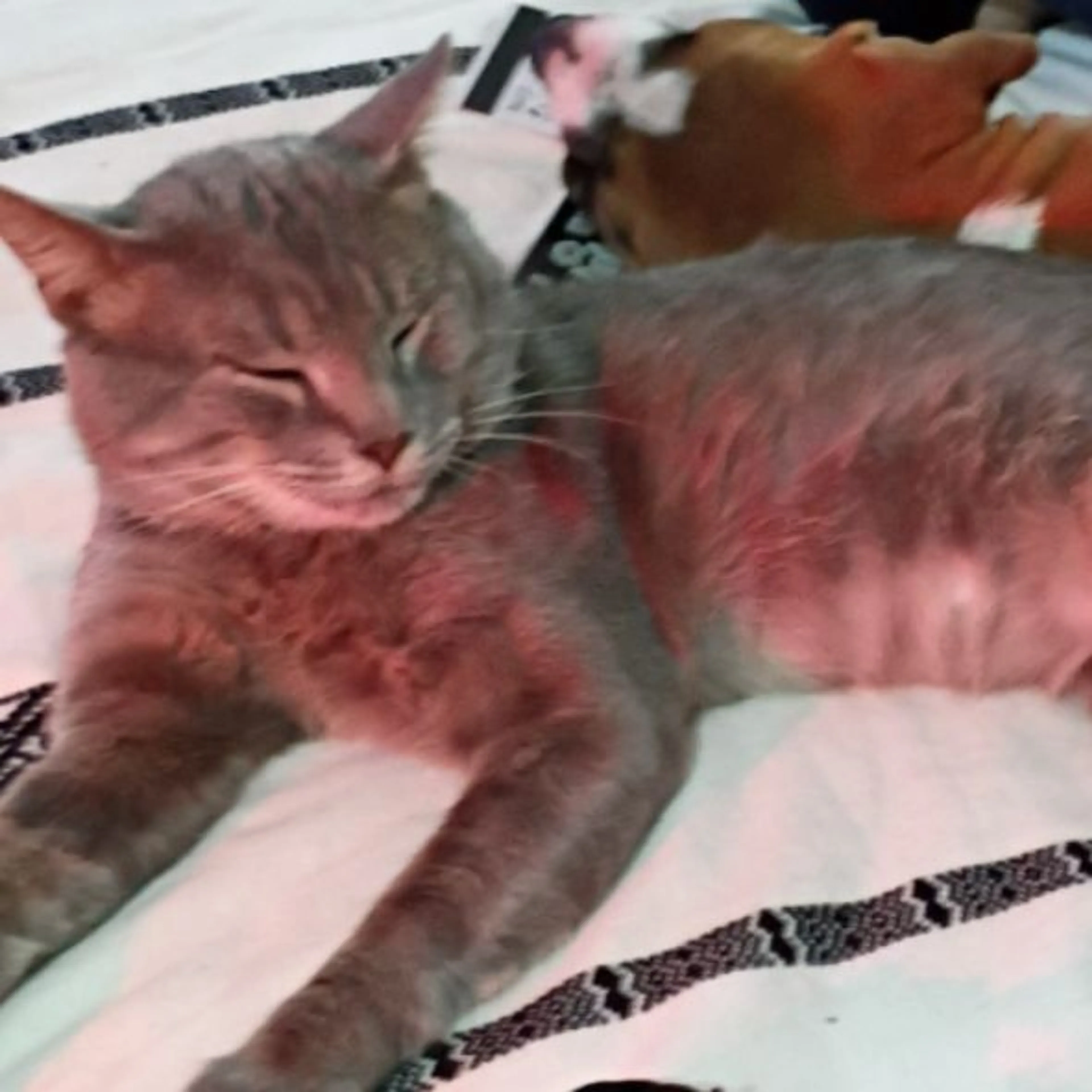Lost pet