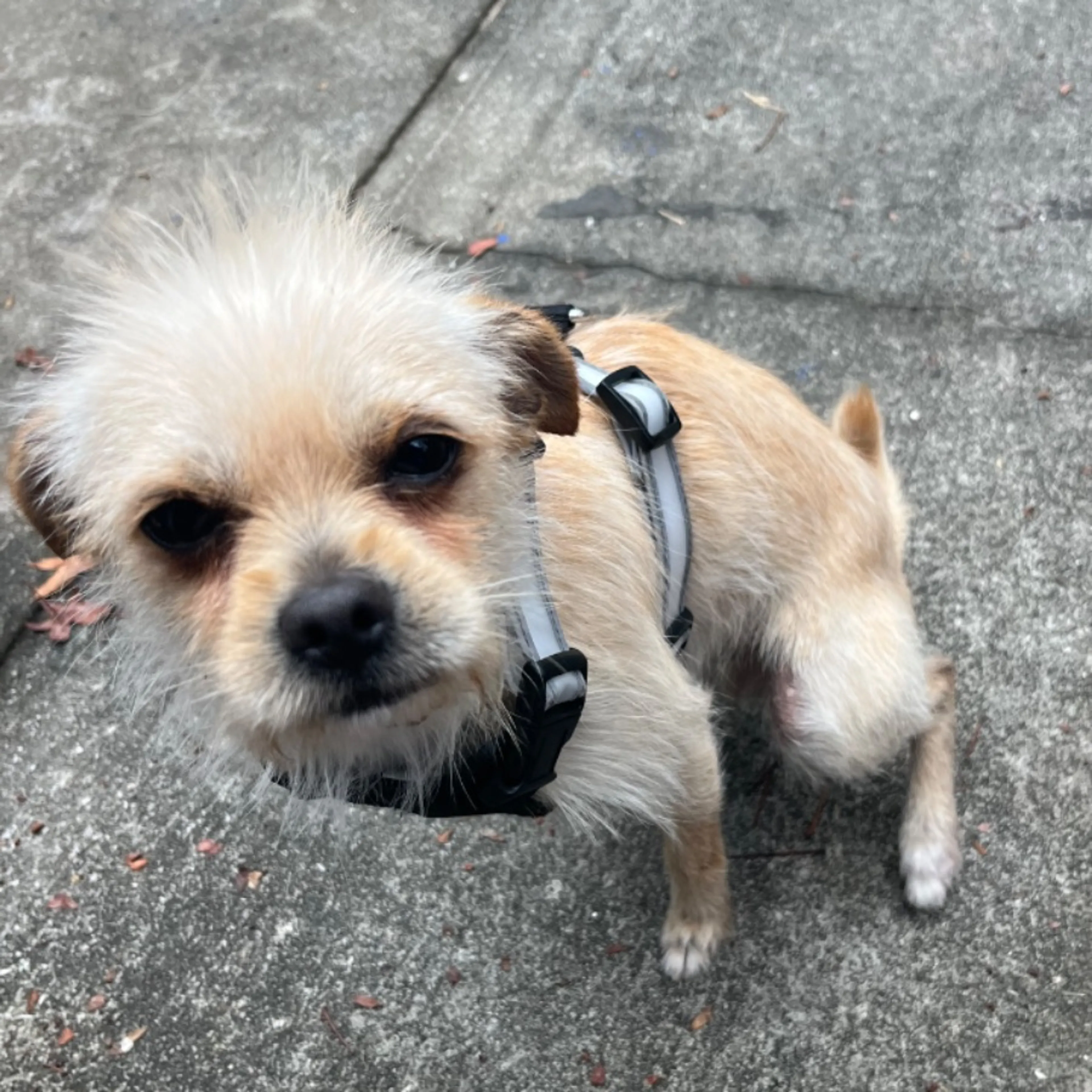 Lost pet-0