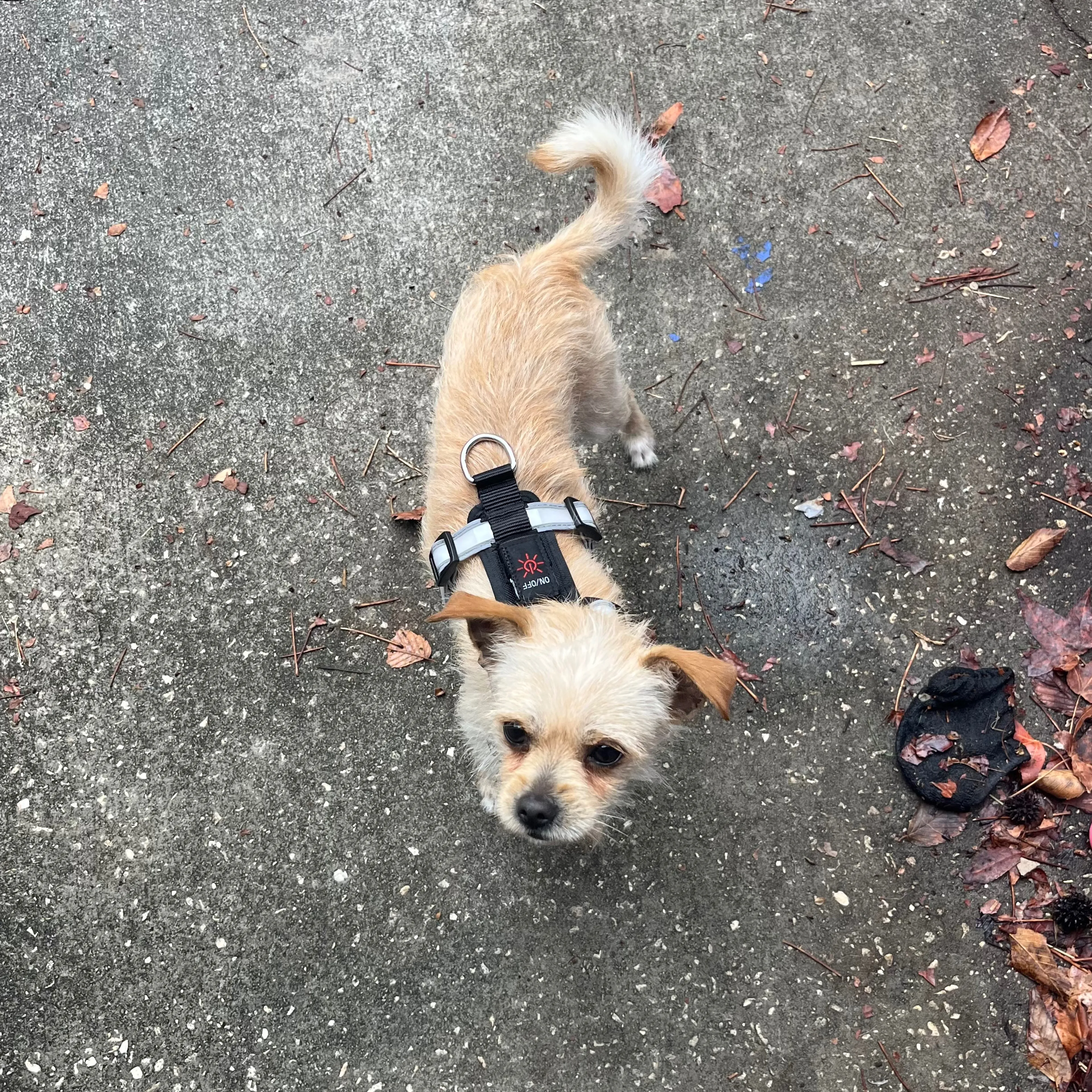 Lost pet-1