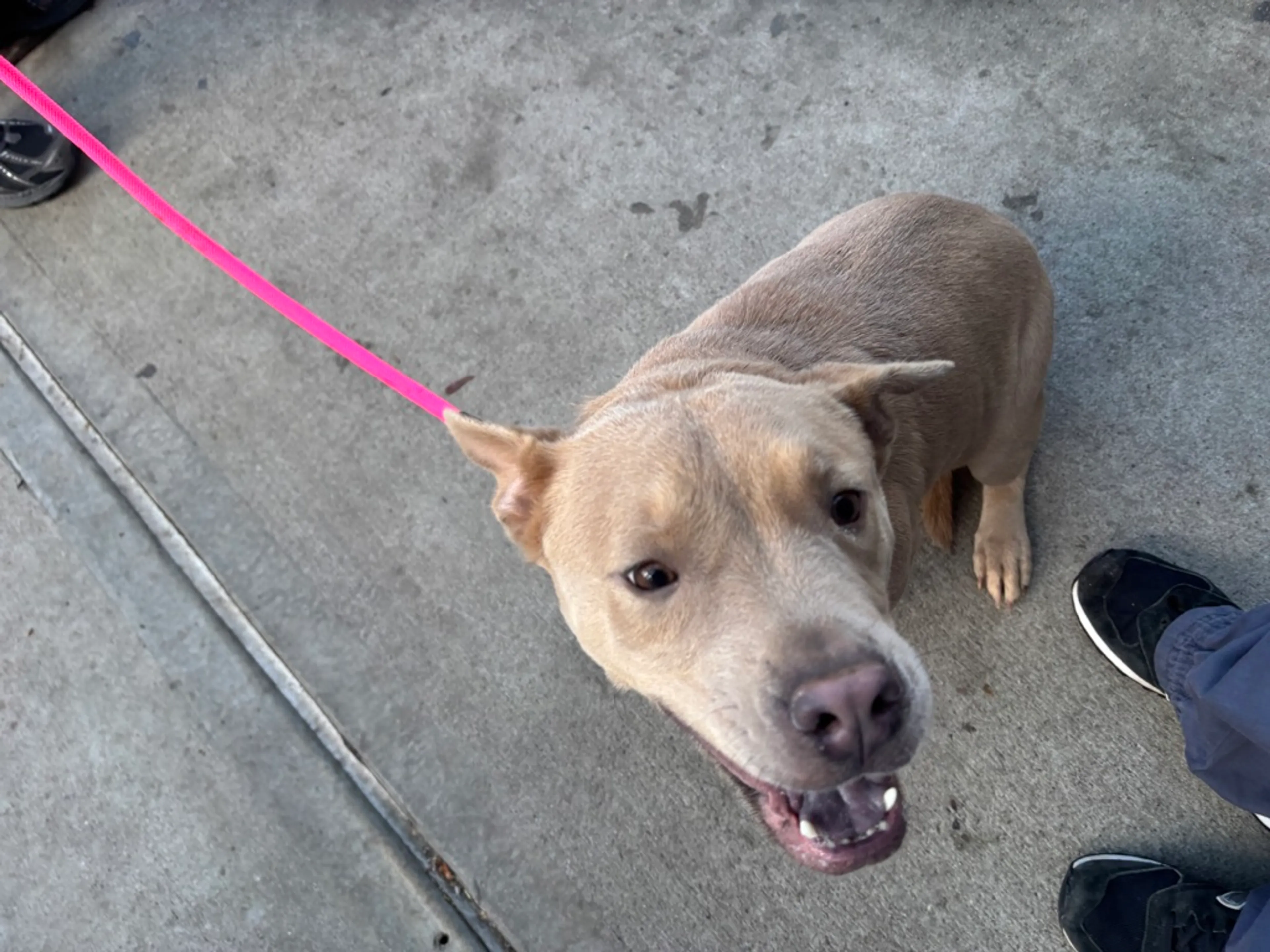 Found pet-8