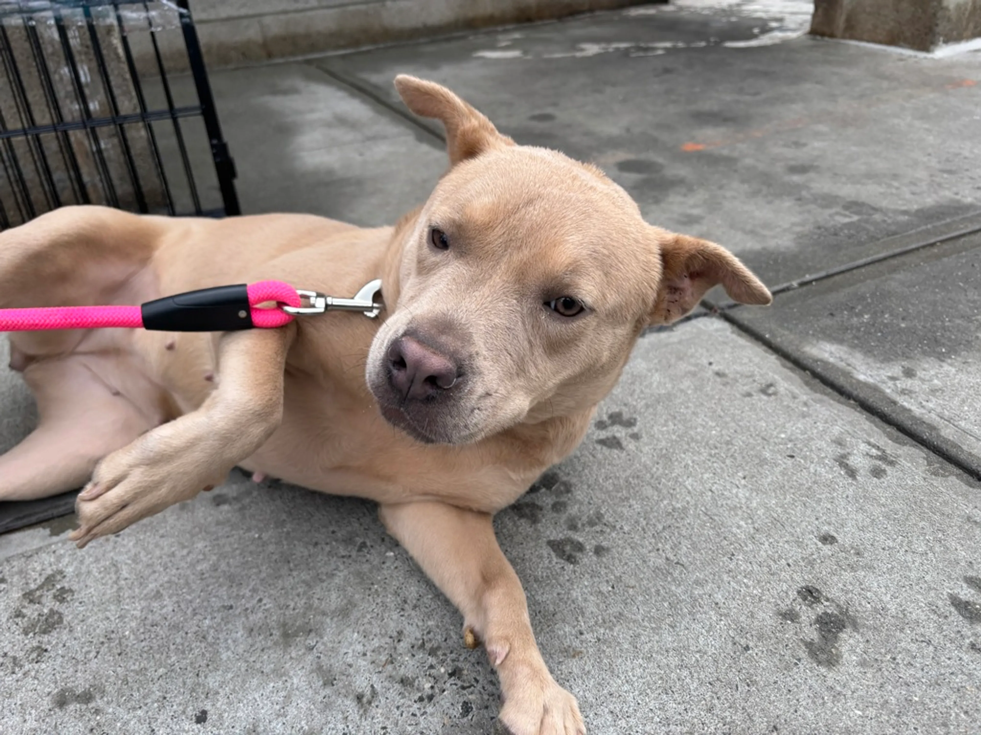 Found pet-9
