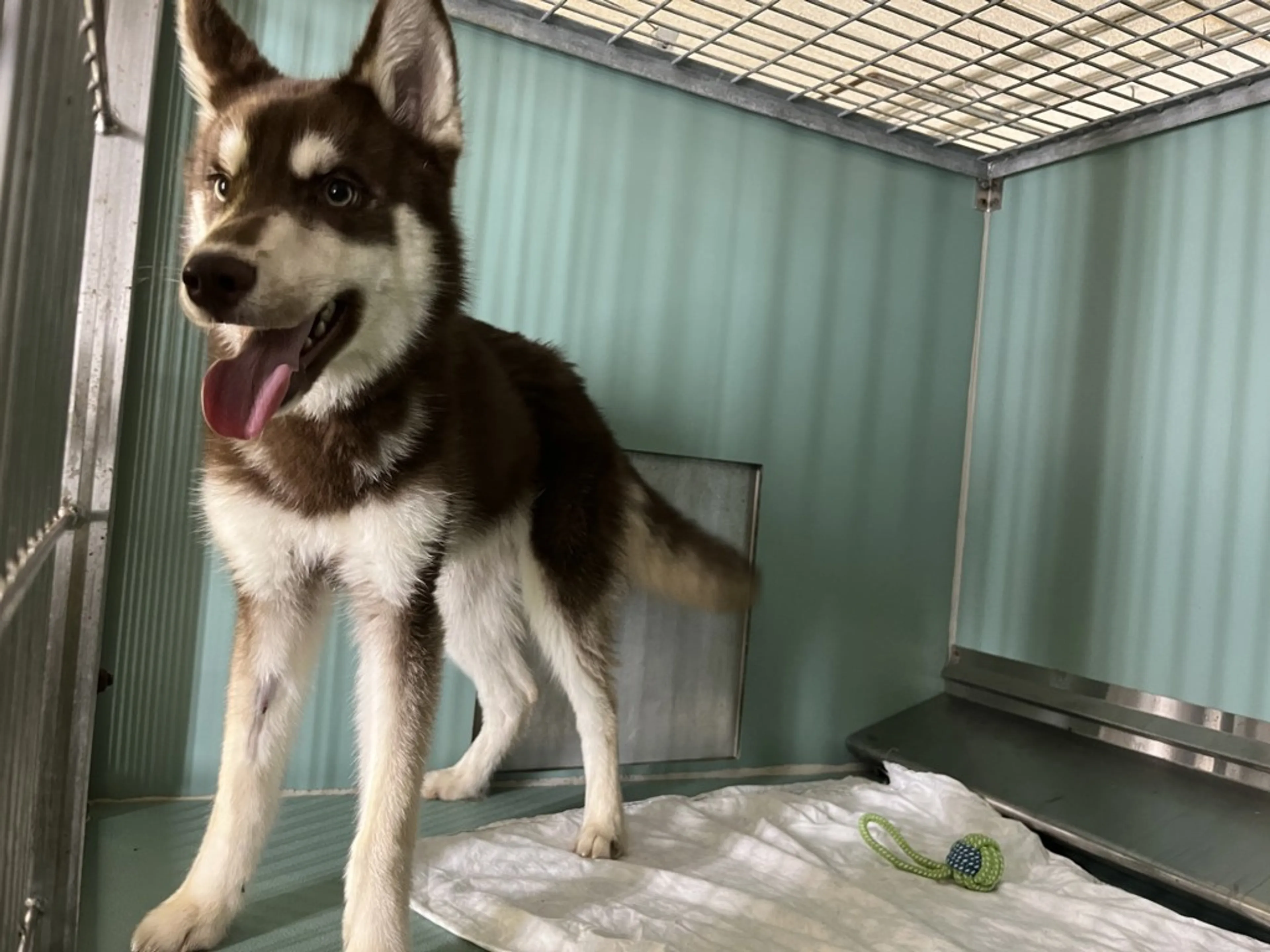 Found pet