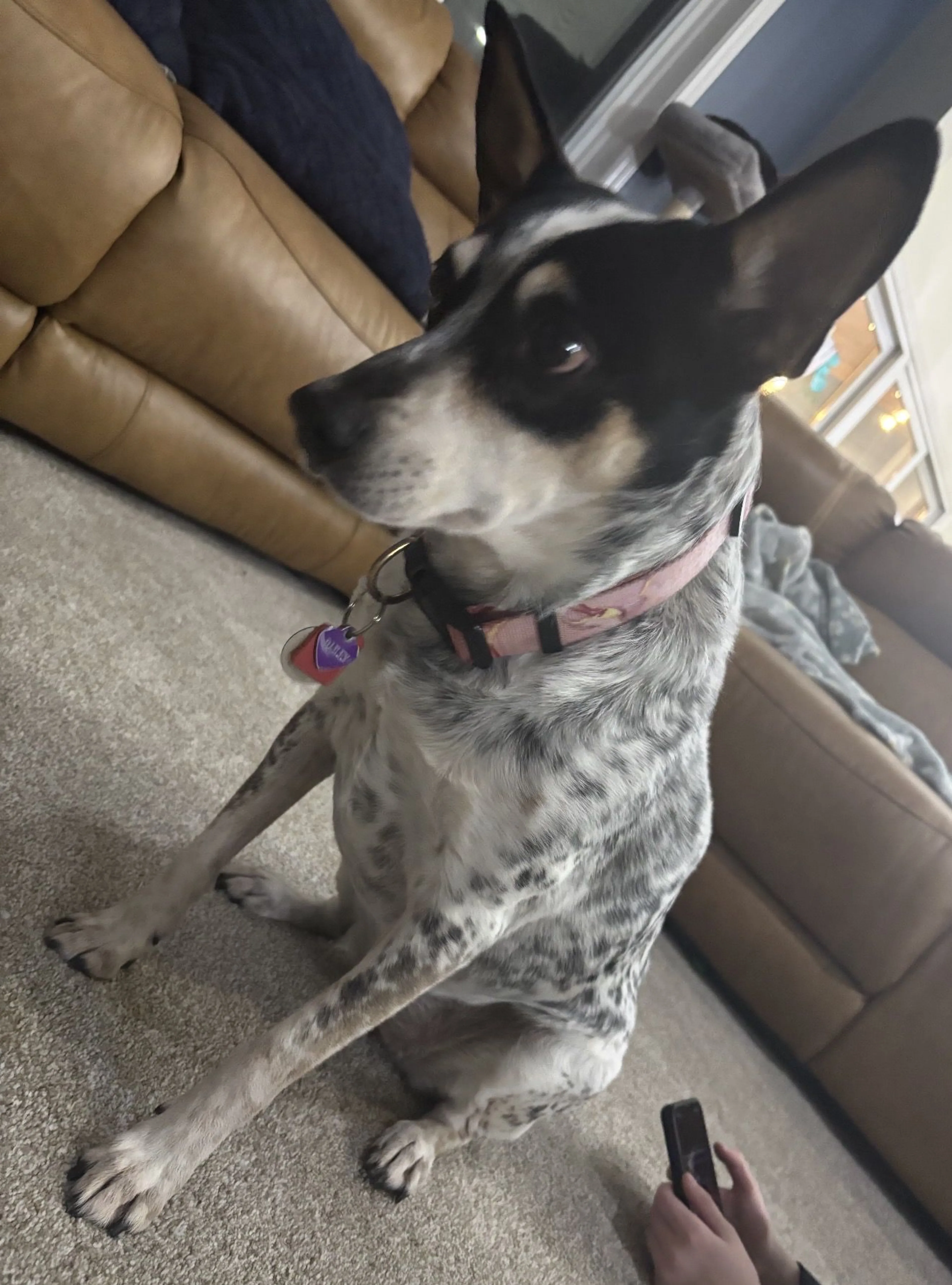 Lost pet
