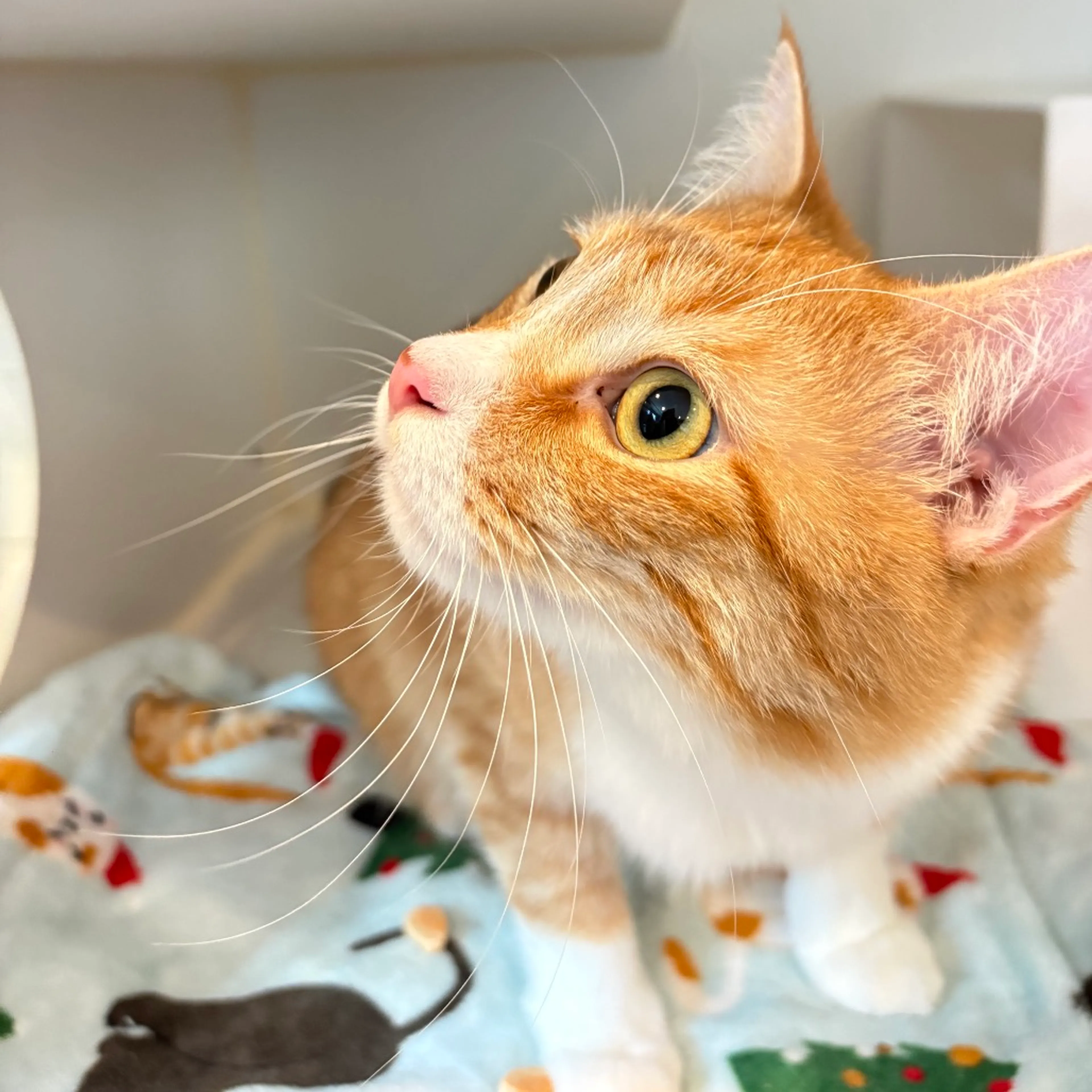 Found pet-3
