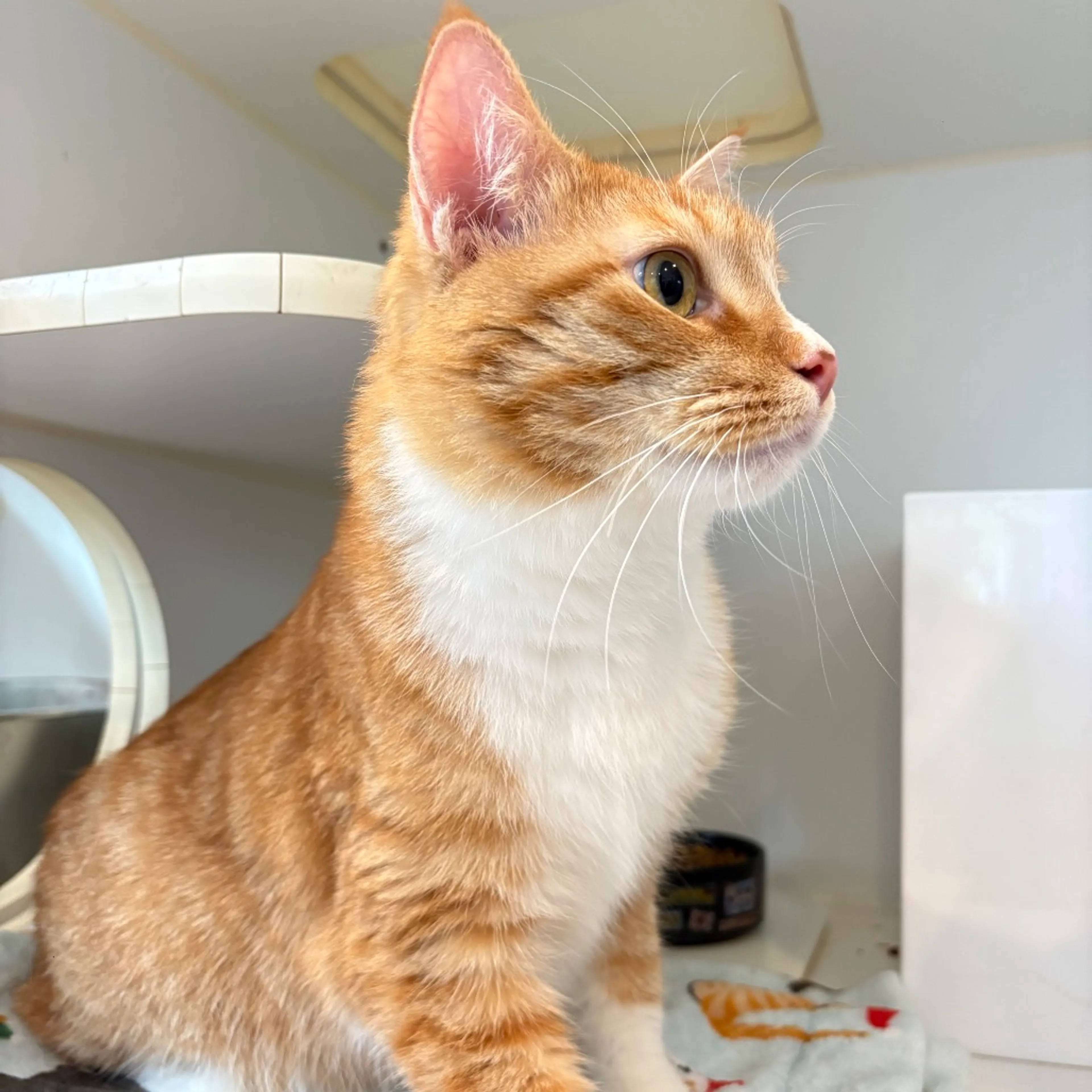 Found pet-4