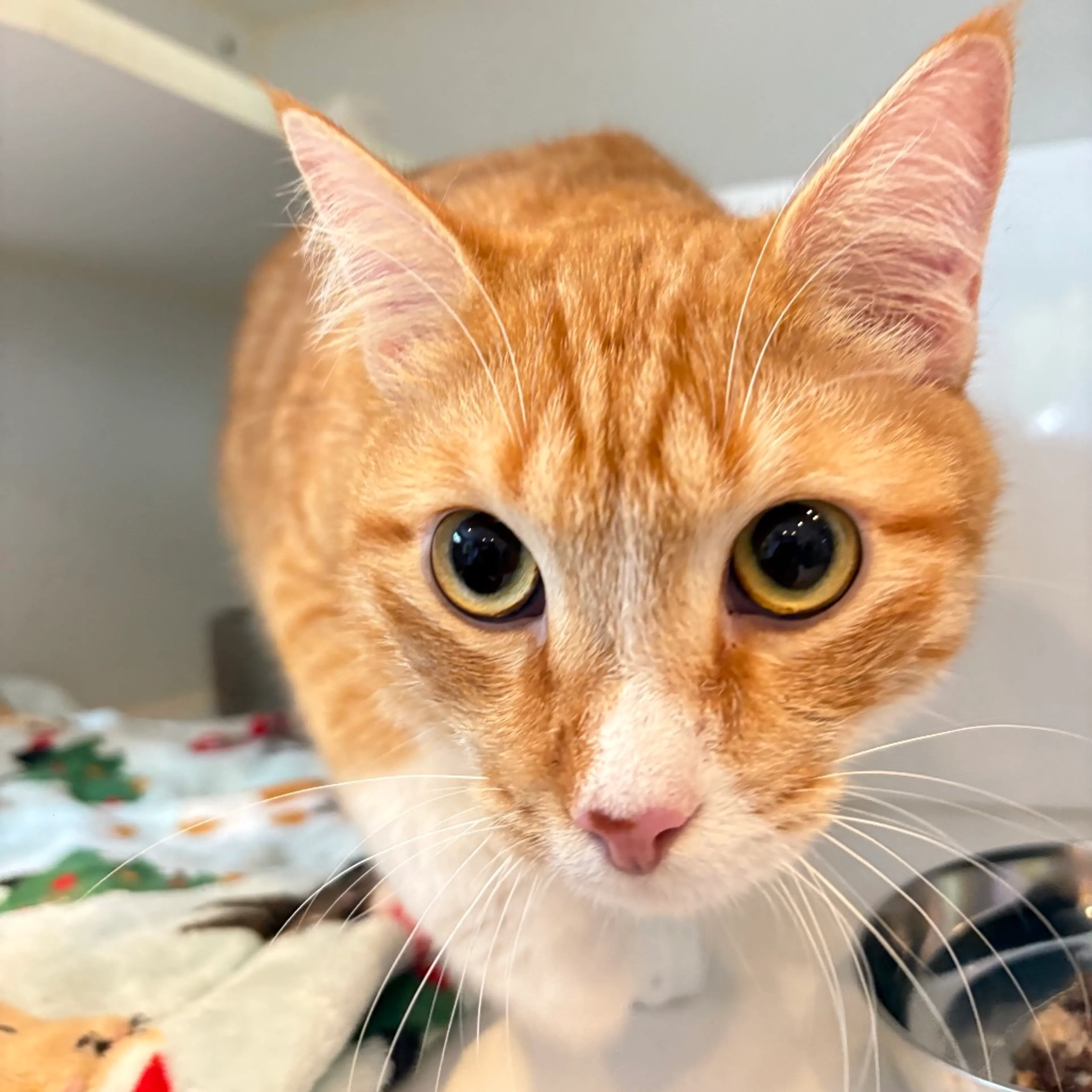 Found pet-1