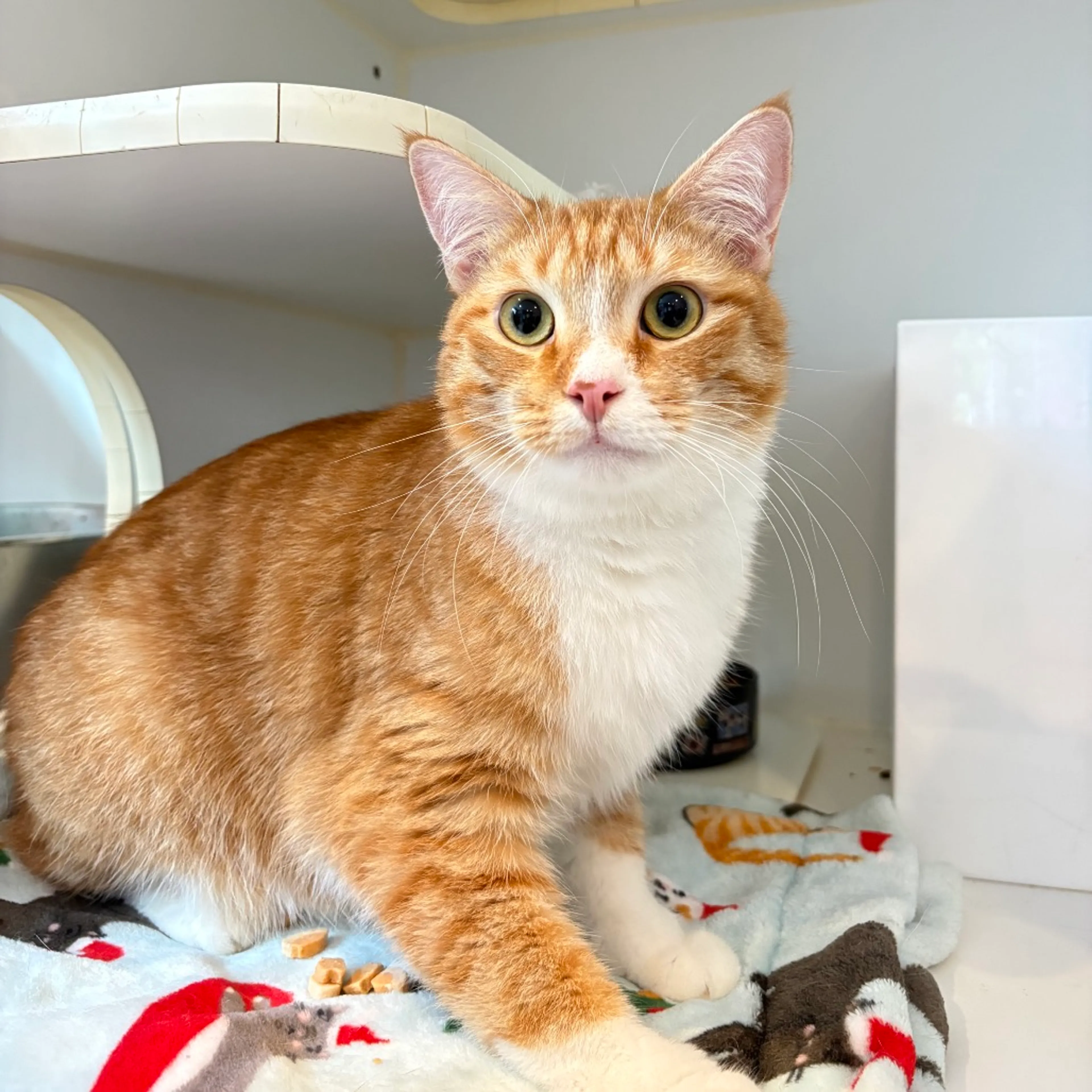 Found pet-2