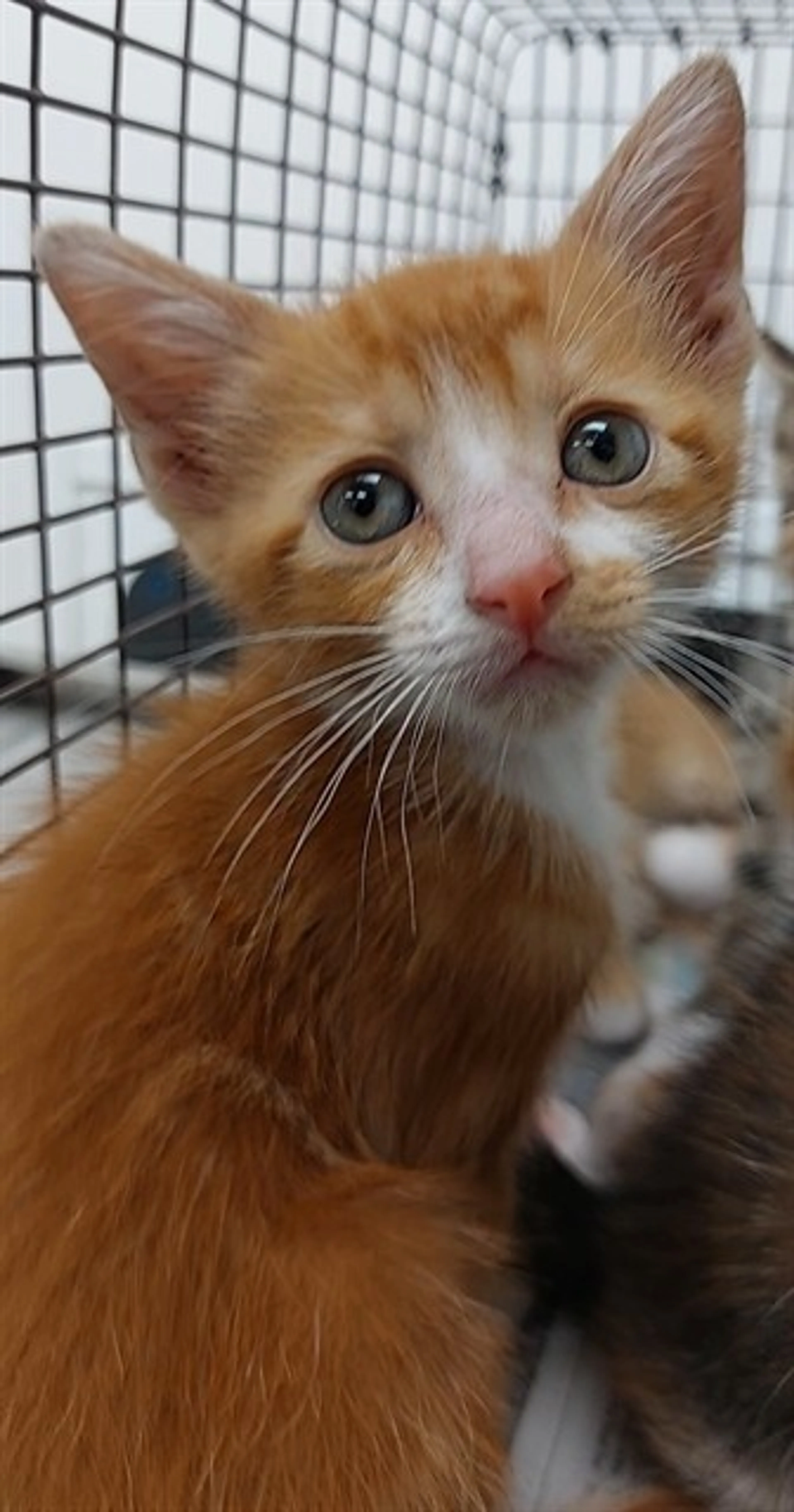 Found pet