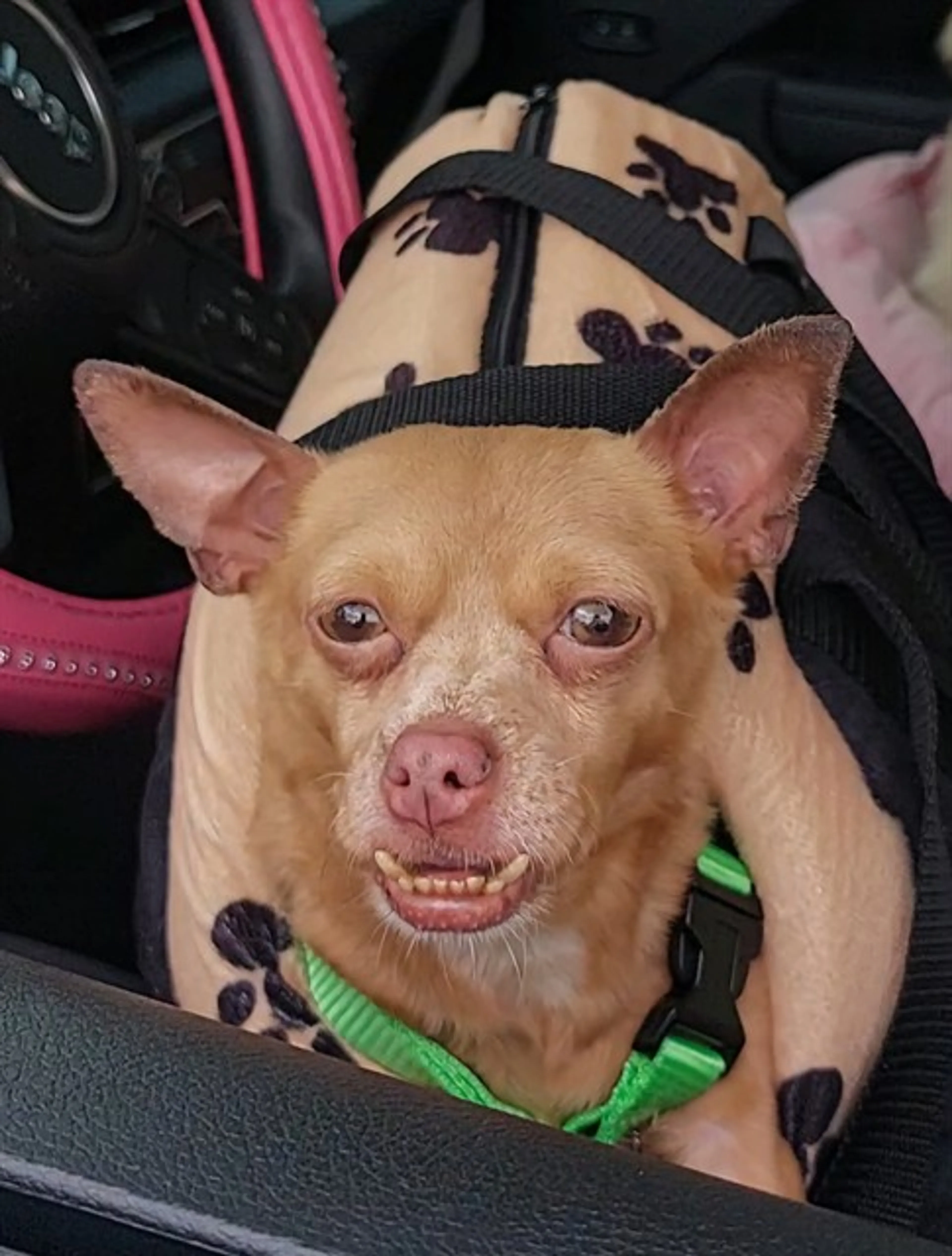 Found pet