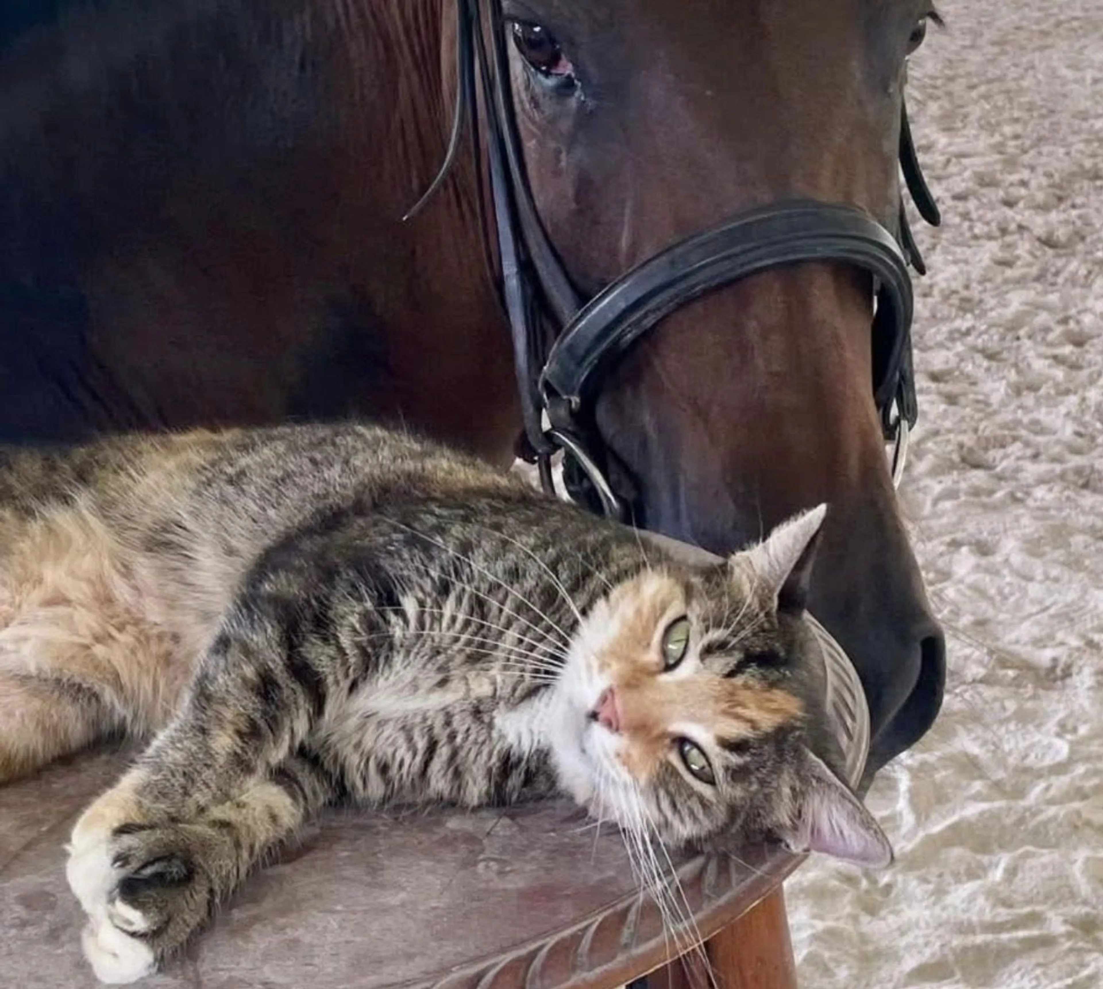 Lost pet