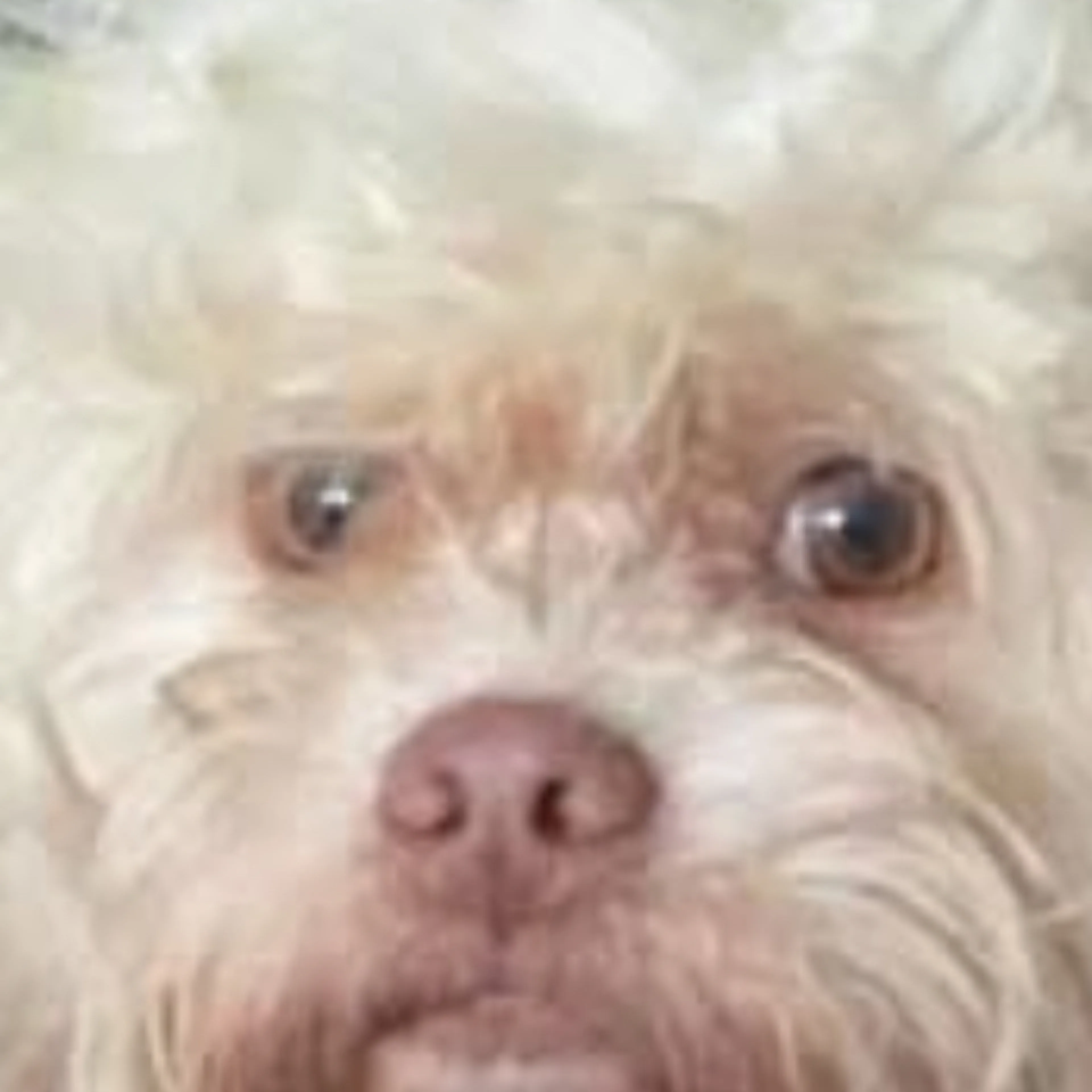 Lost pet-2