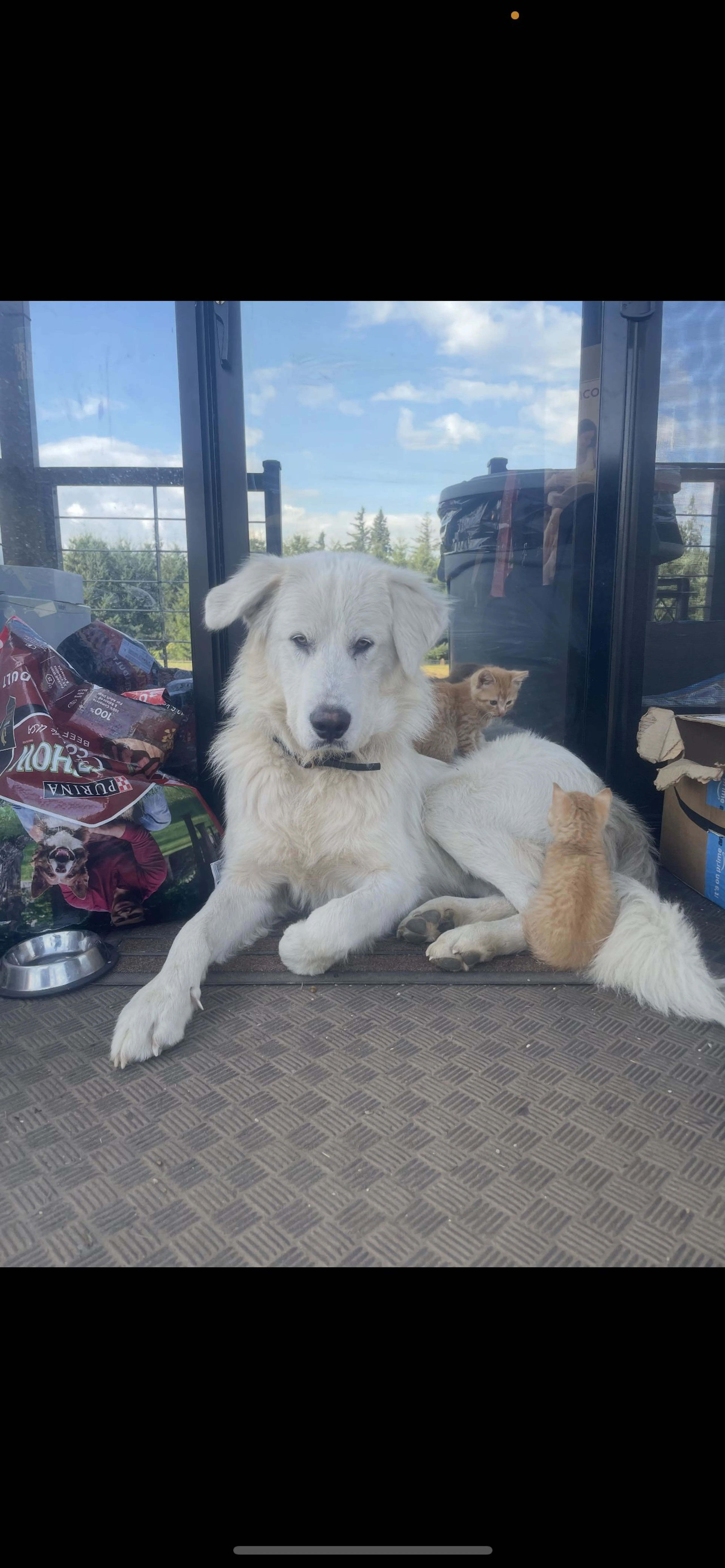 Lost pet-1