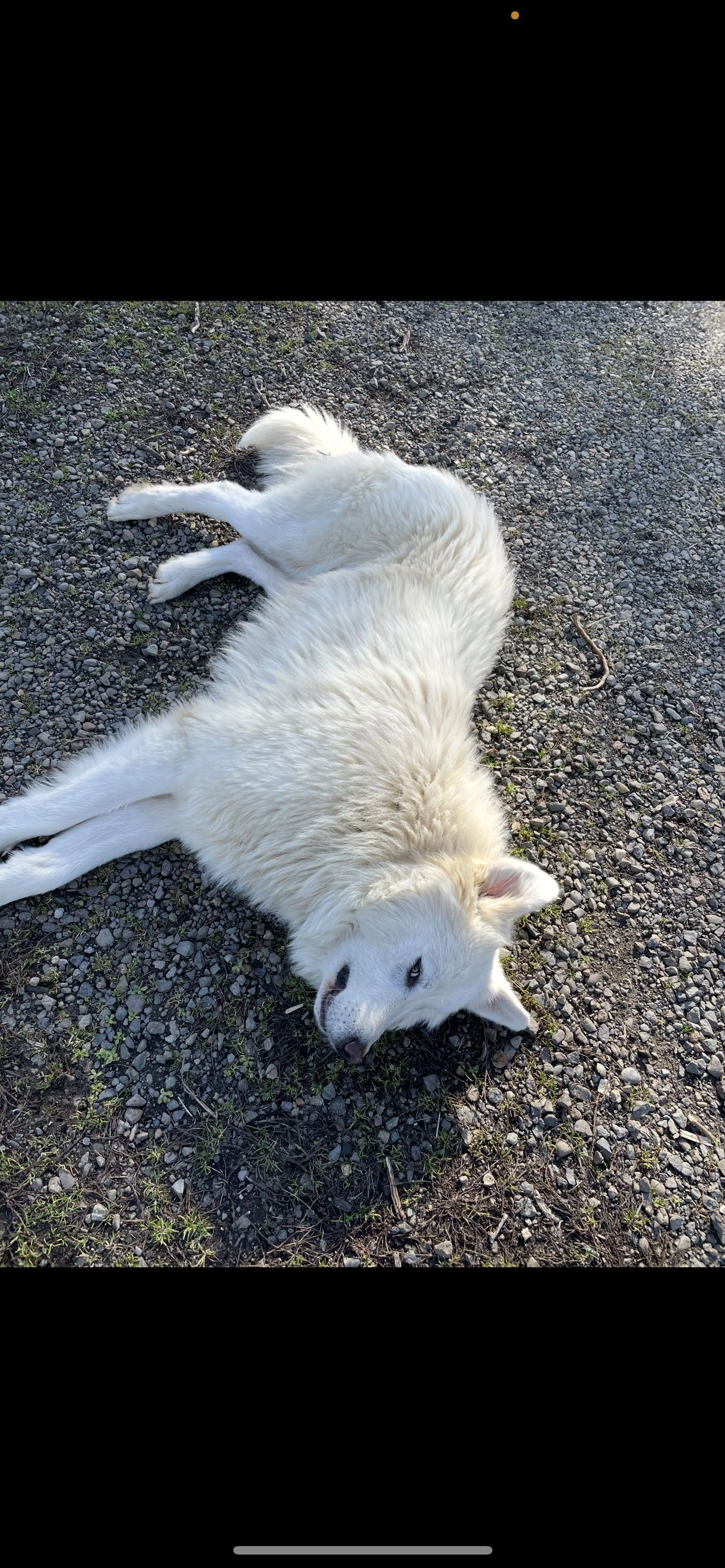 Lost pet-0