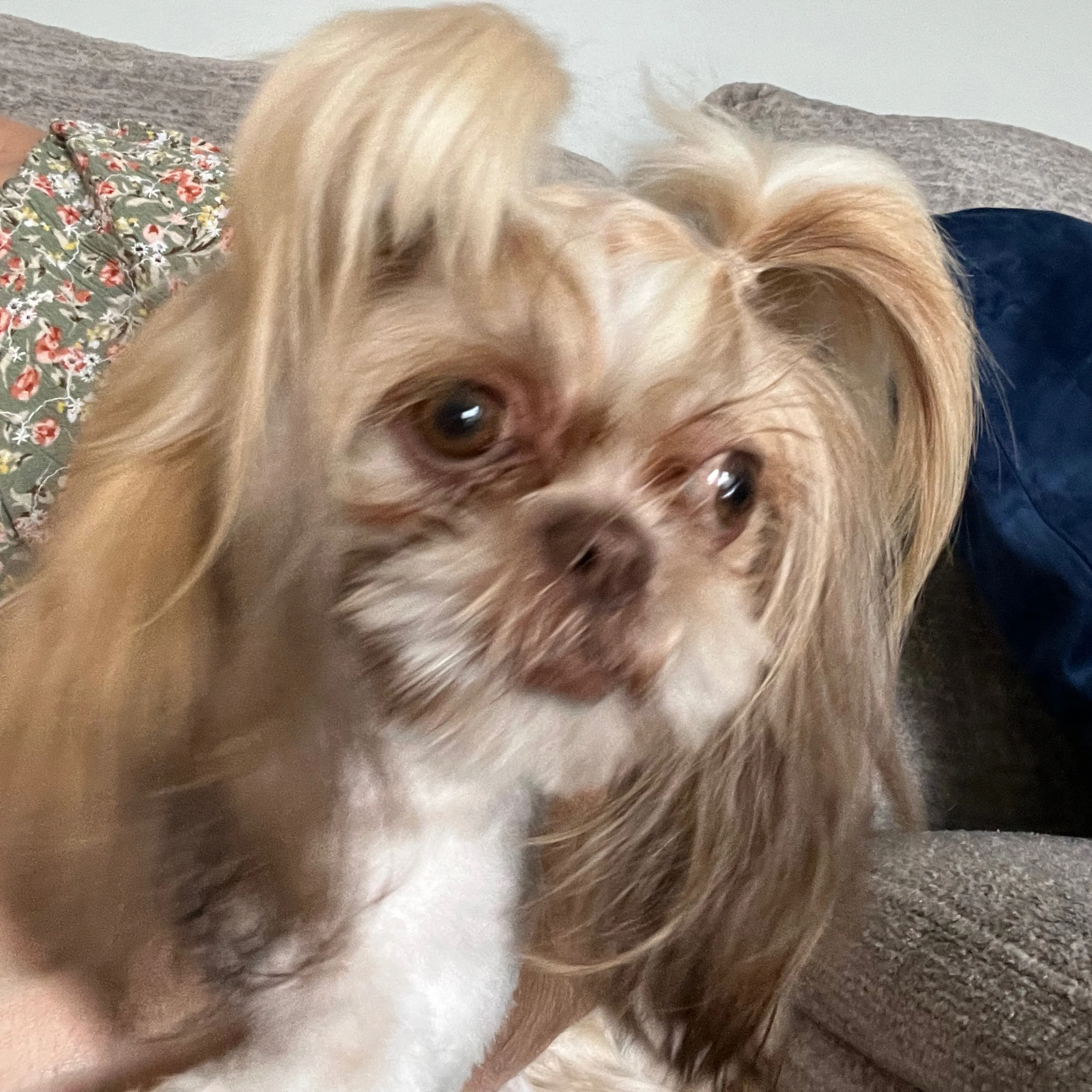 Lost pet-2