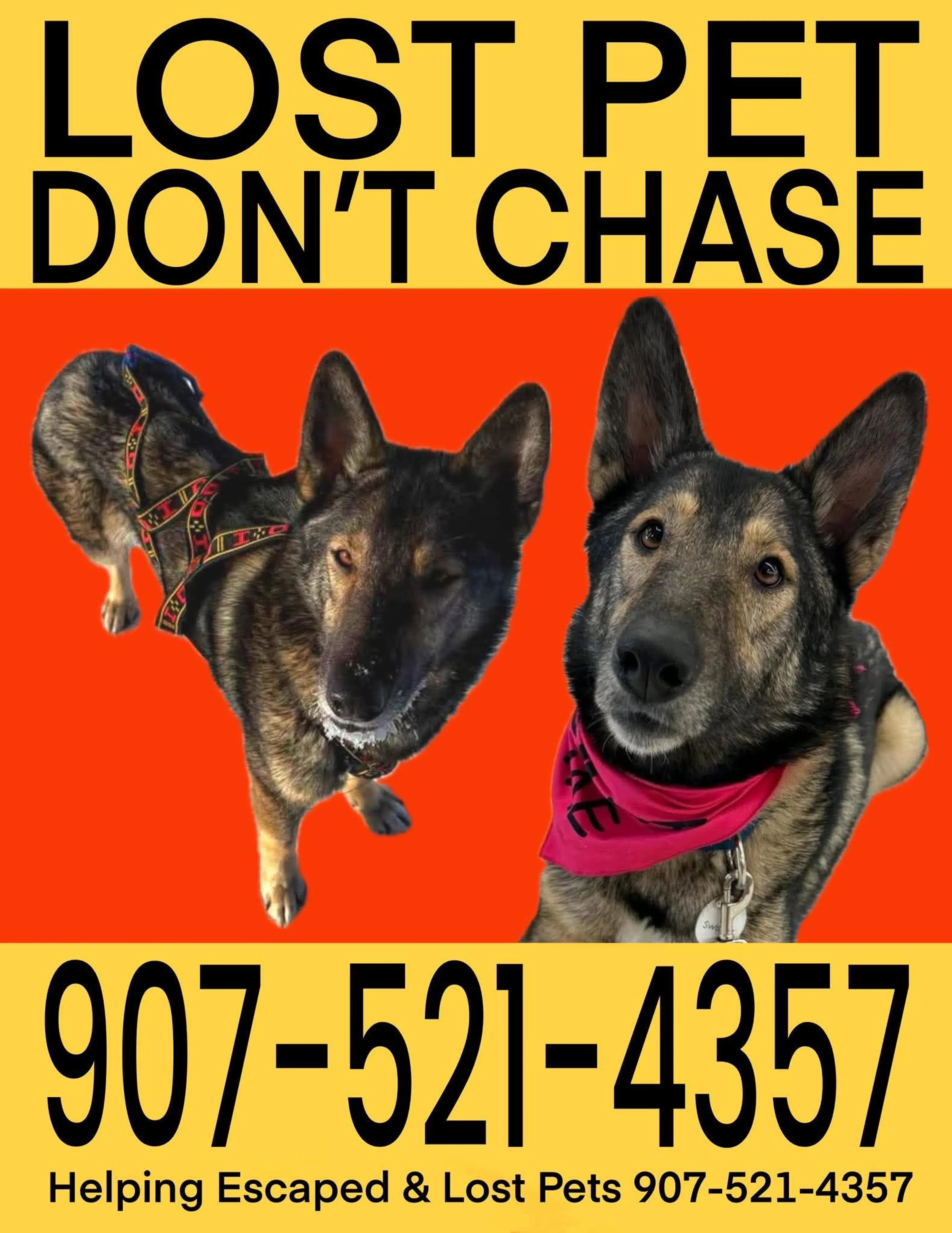 Lost pet