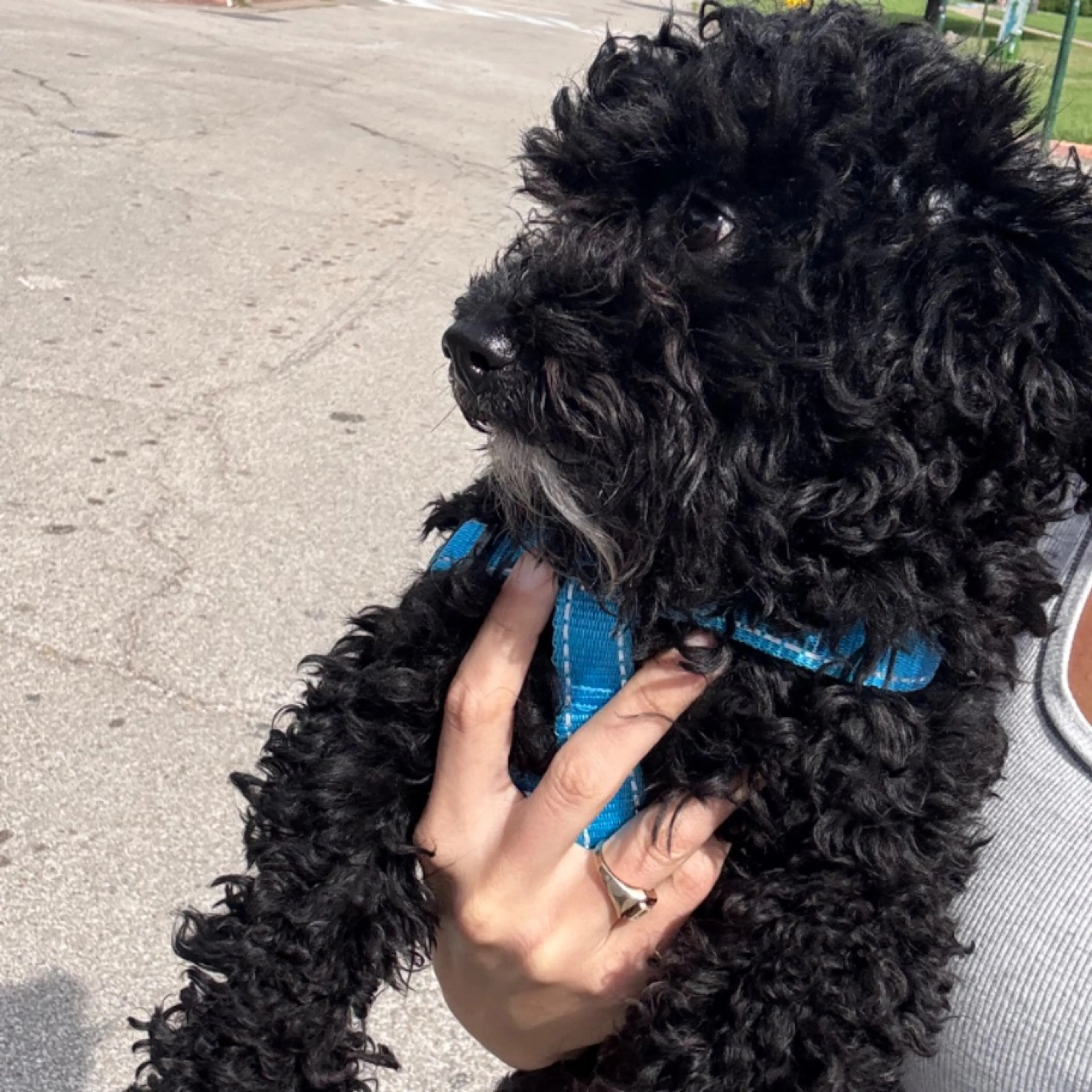 Found pet-0