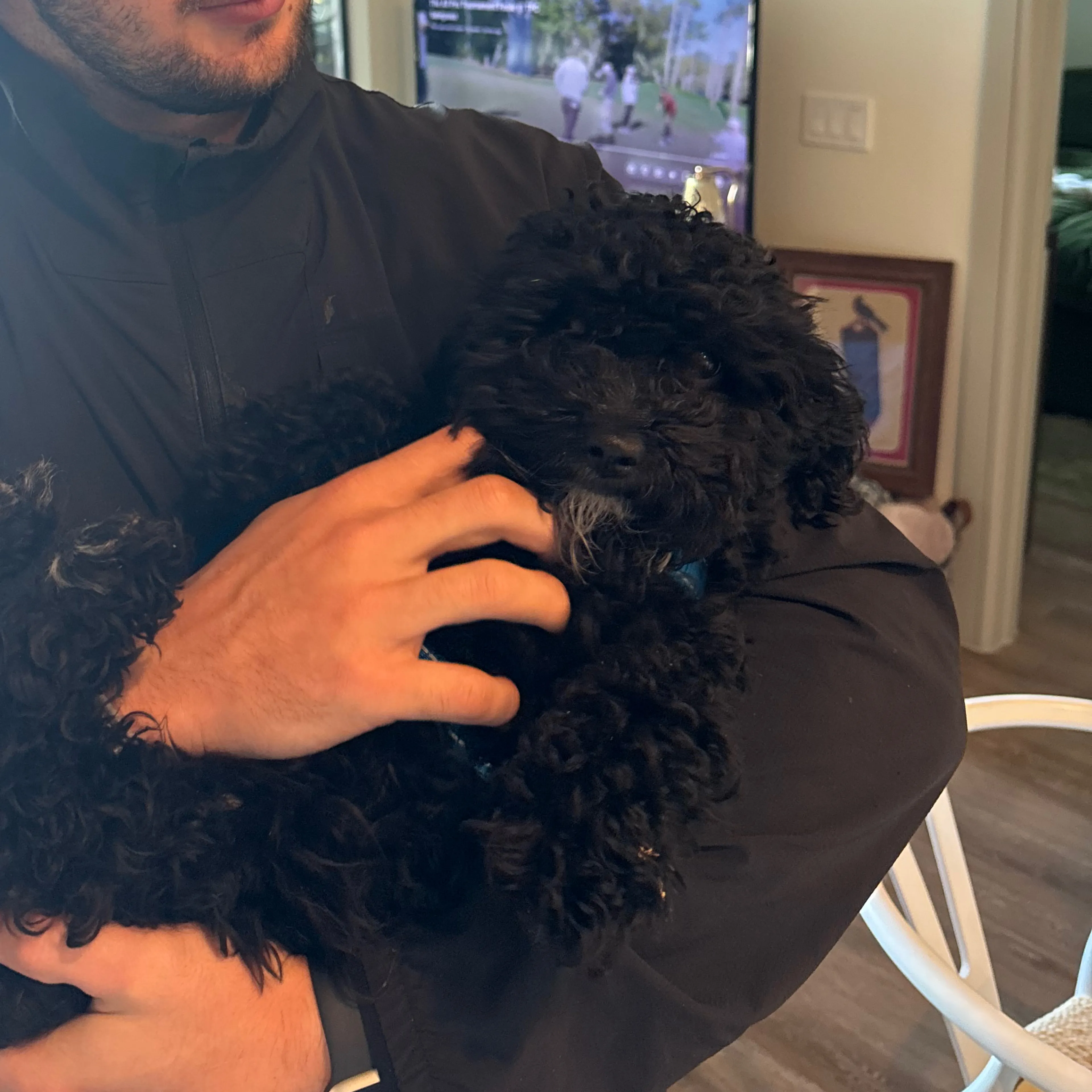 Found pet-1