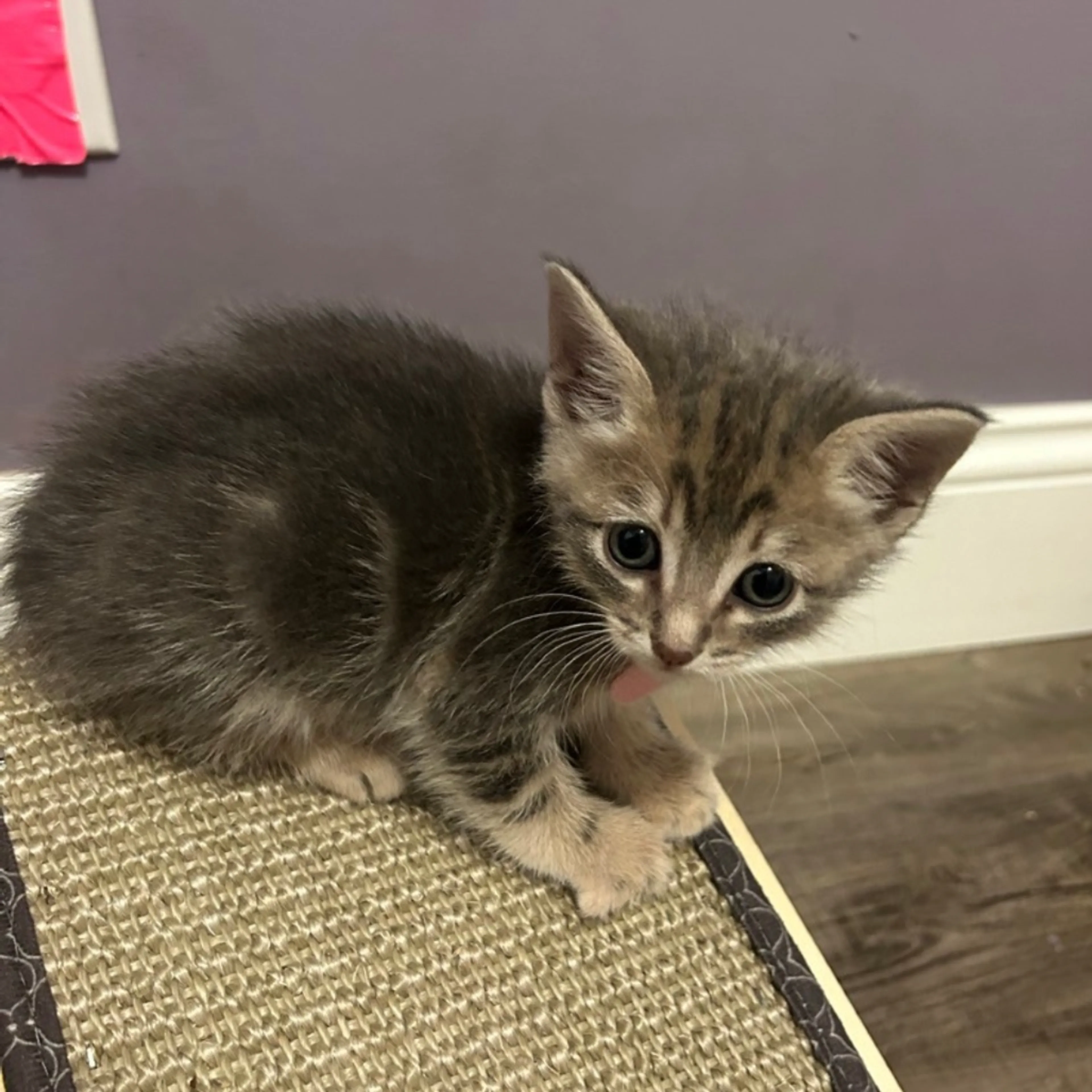 Found pet