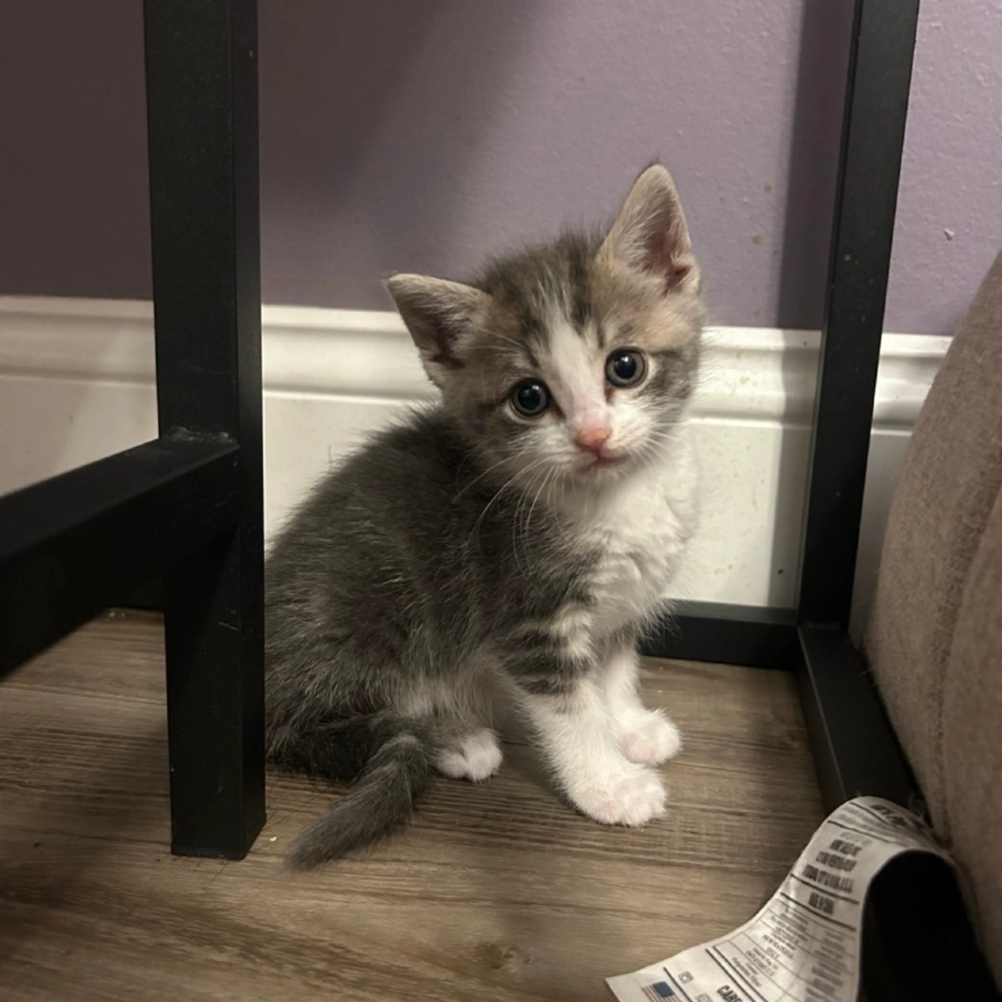 Found pet