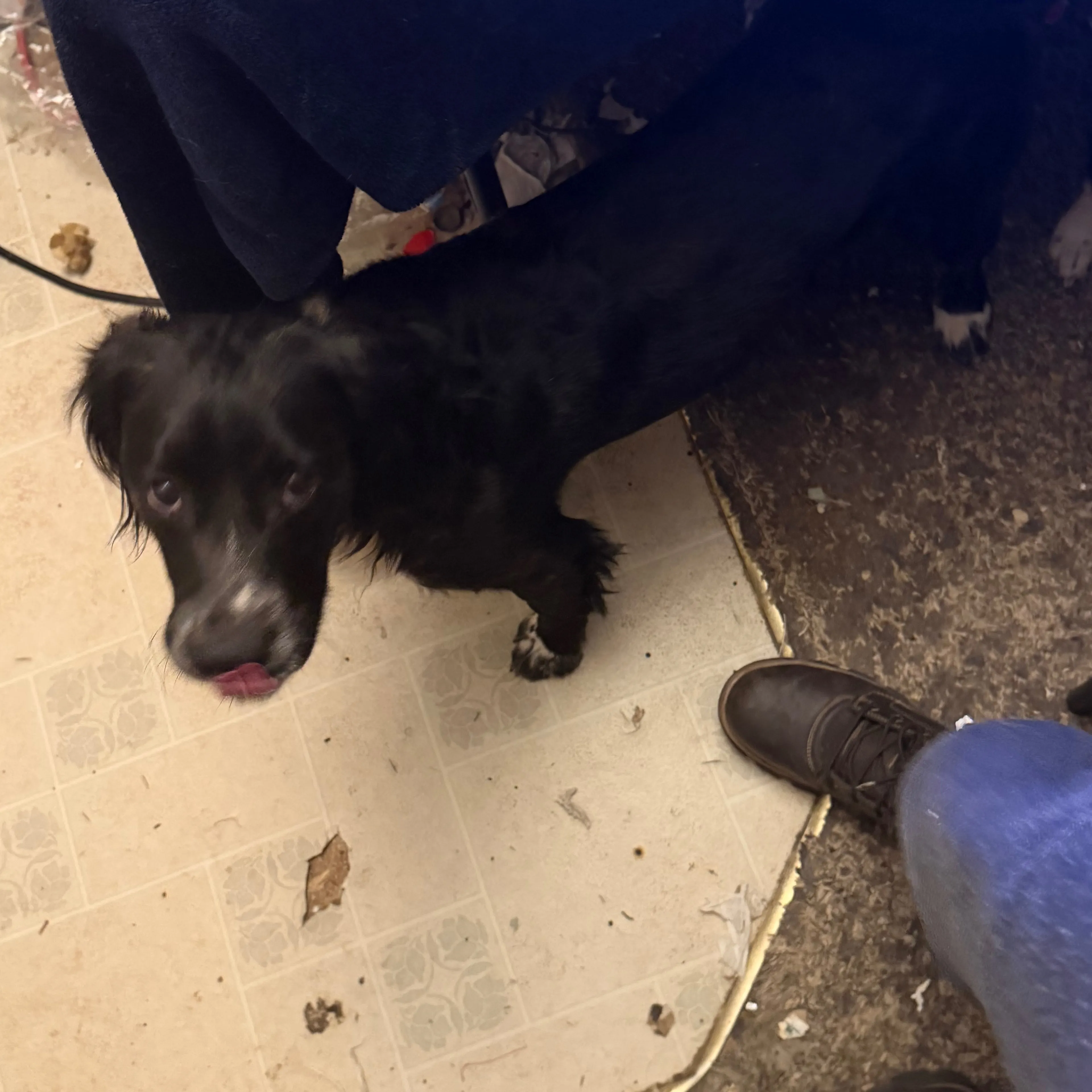 Lost pet-1