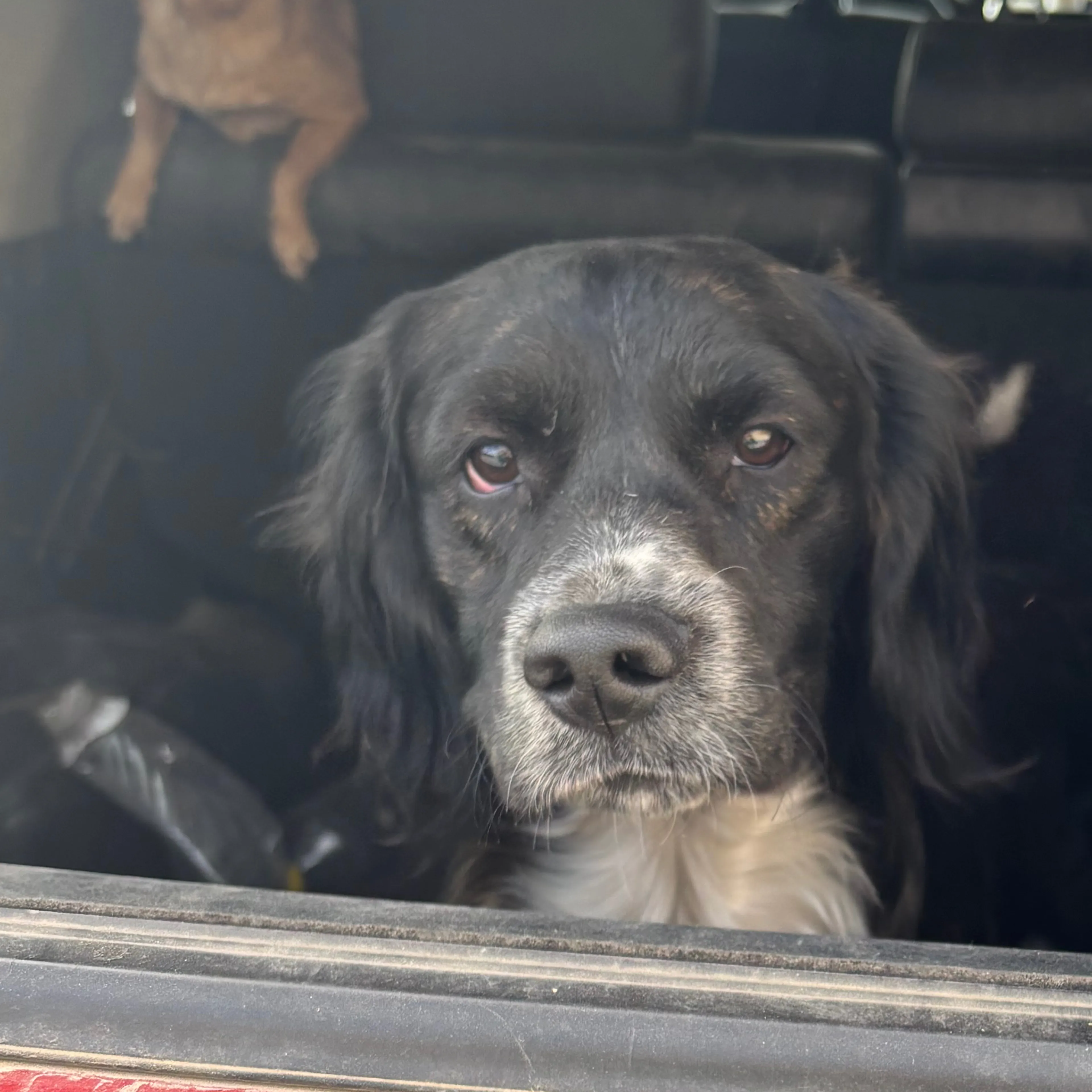 Lost pet-3