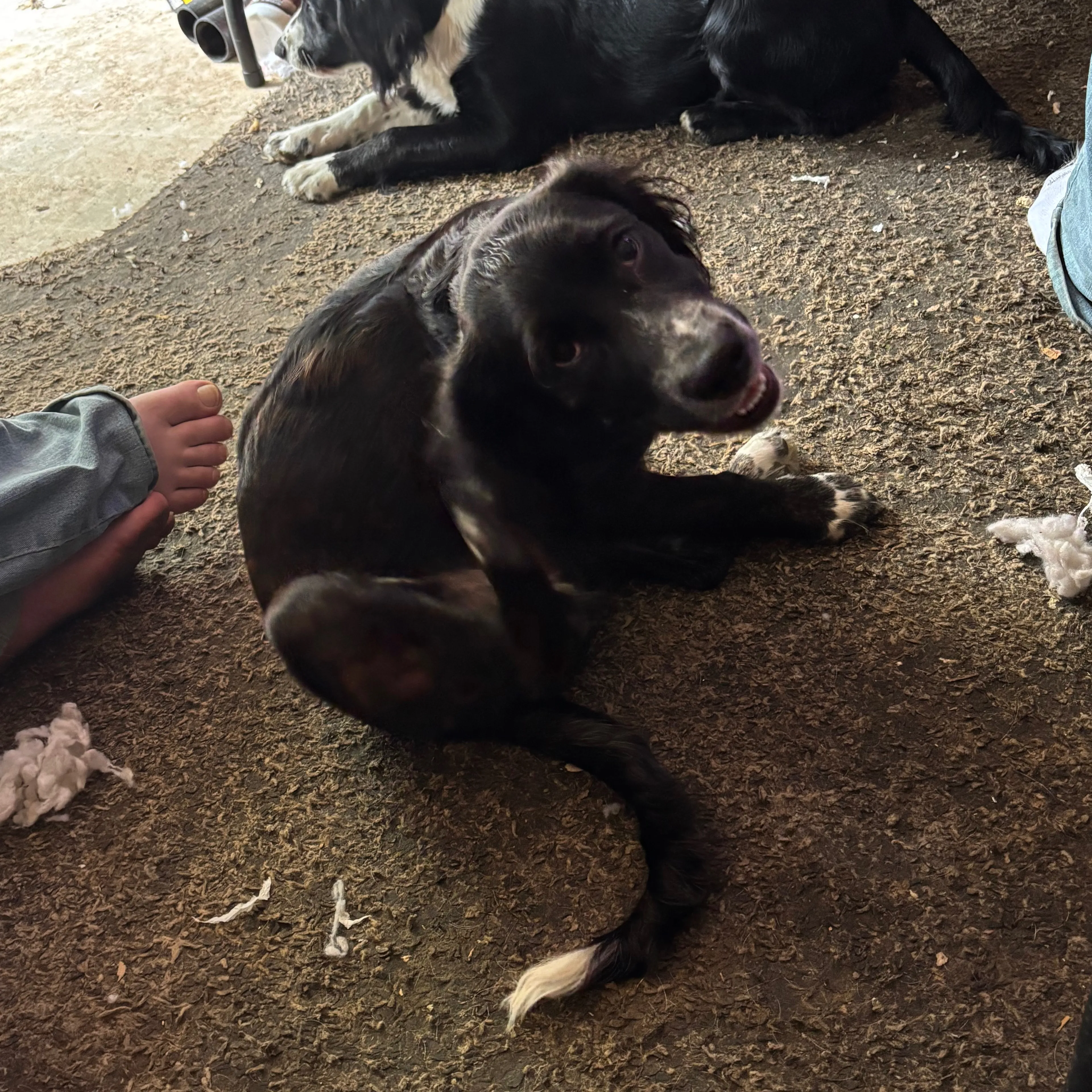 Lost pet-2