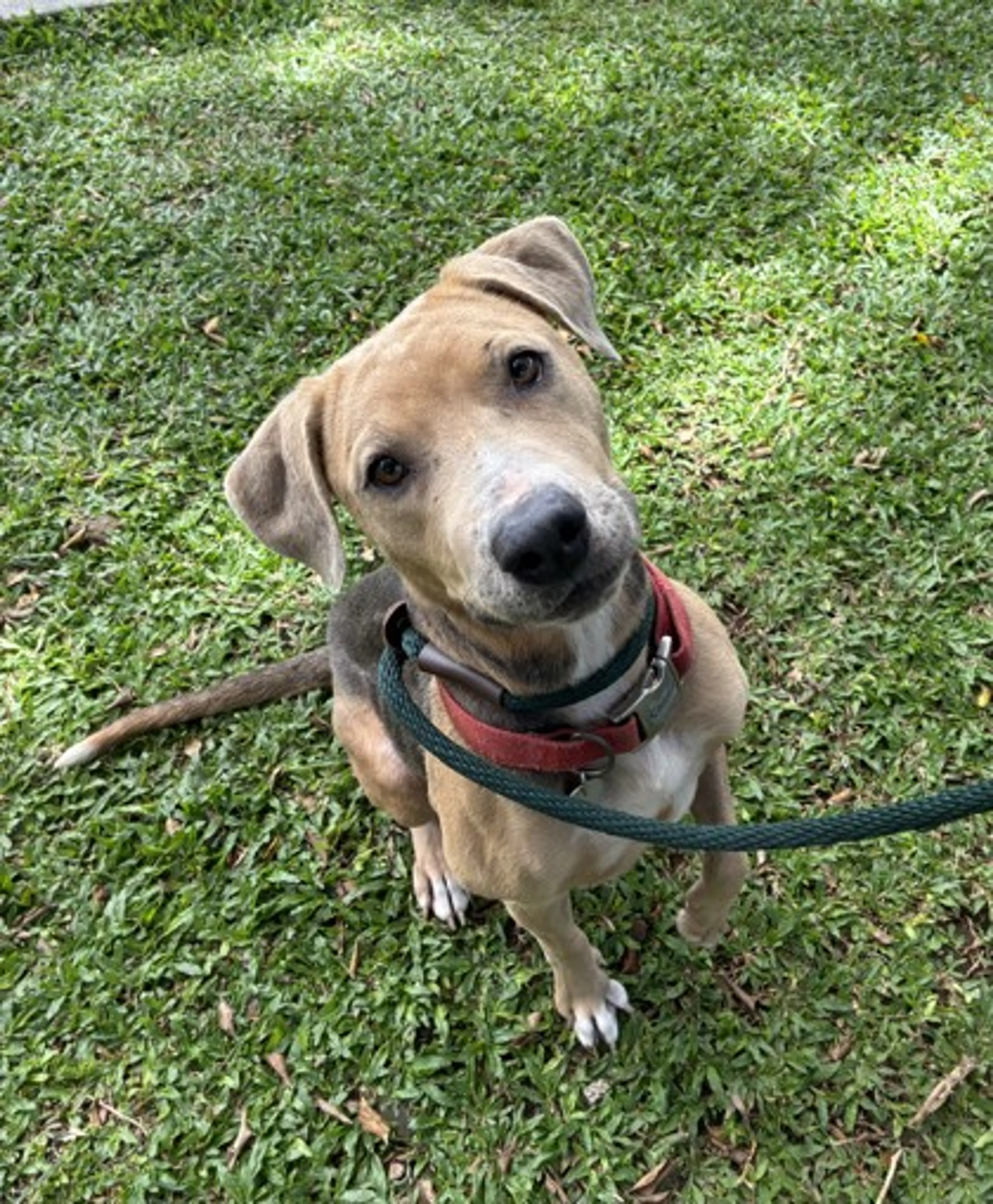 Found pet