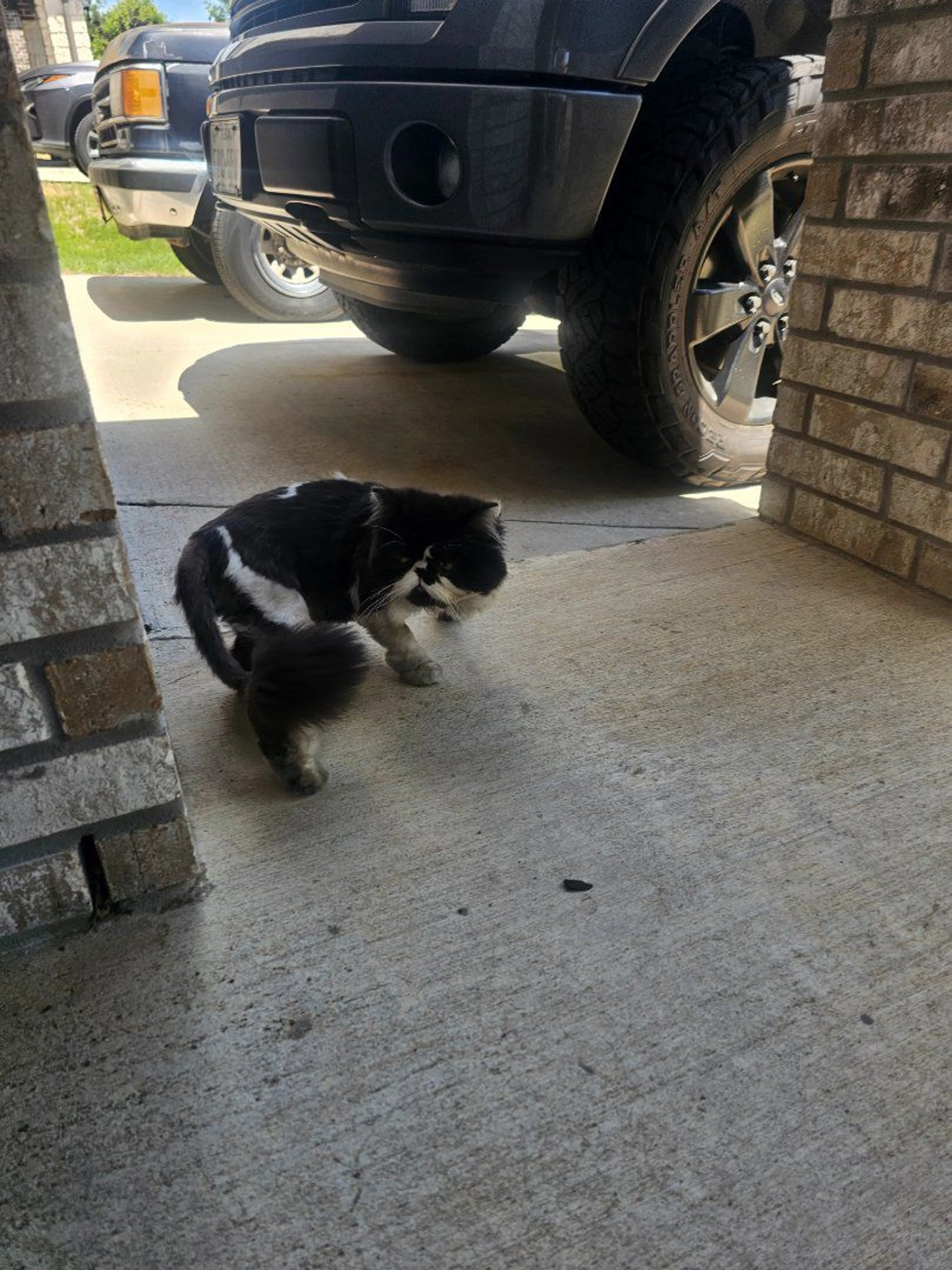 Lost pet-1