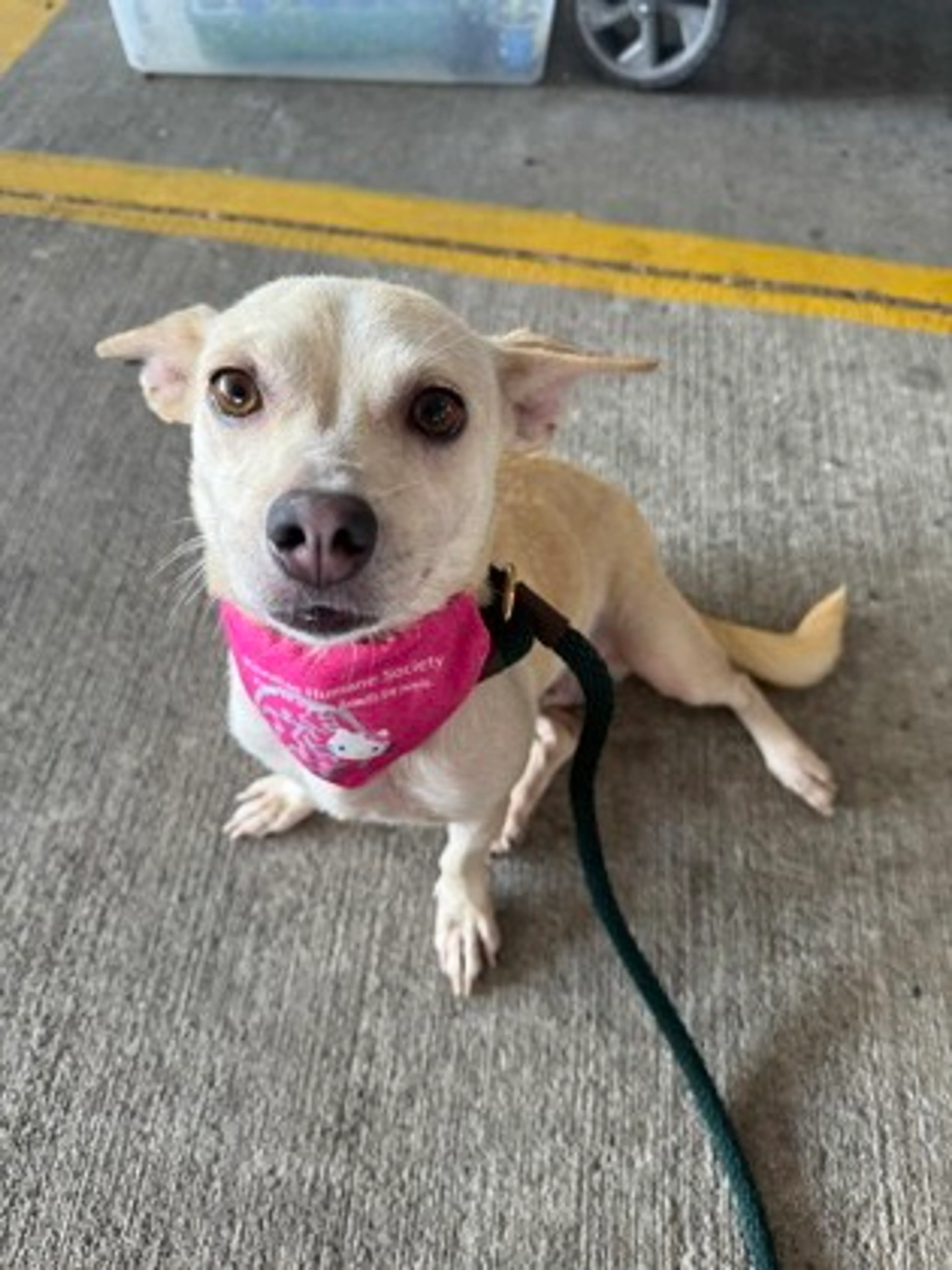 Found pet-2