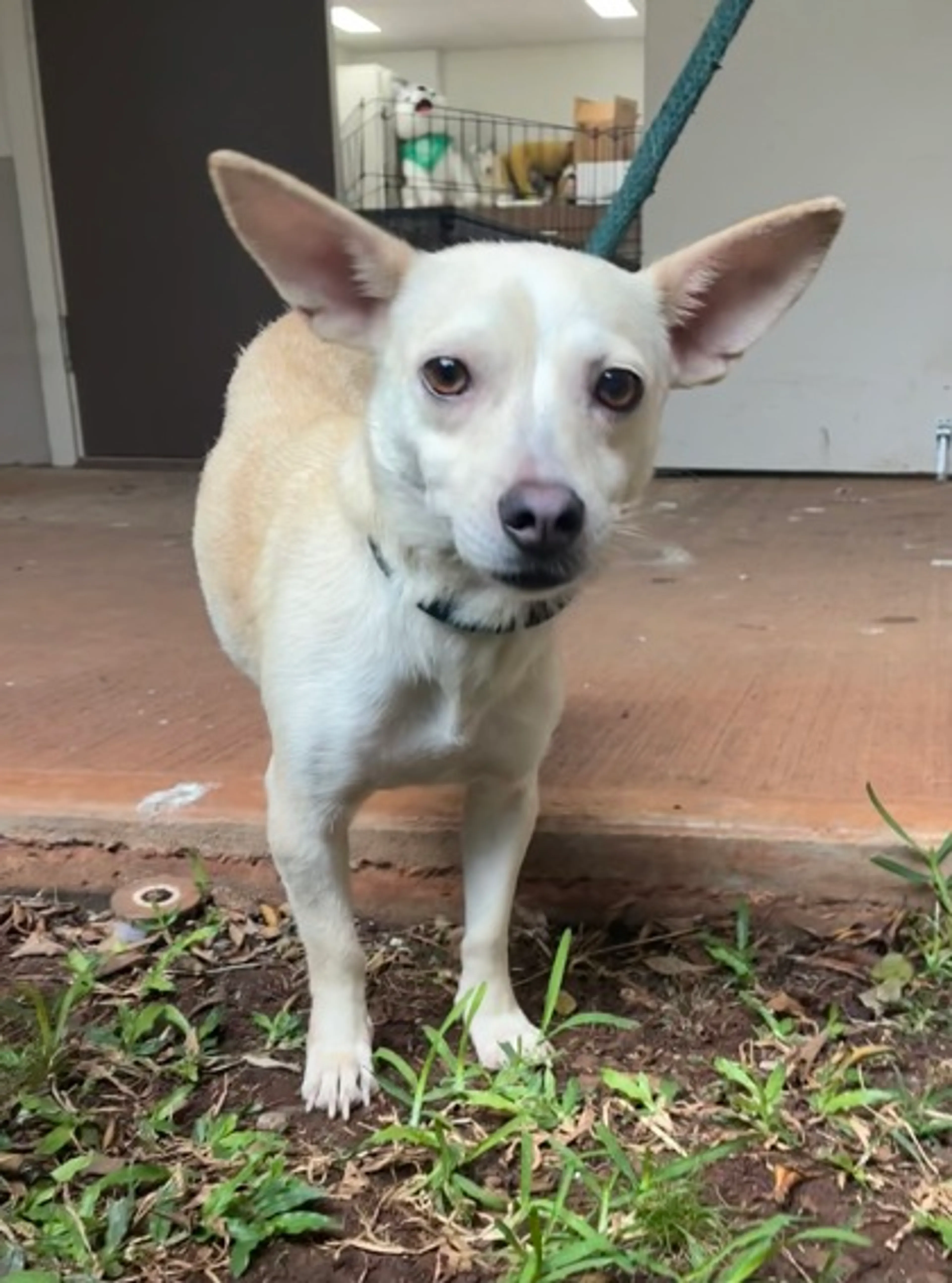 Found pet-1