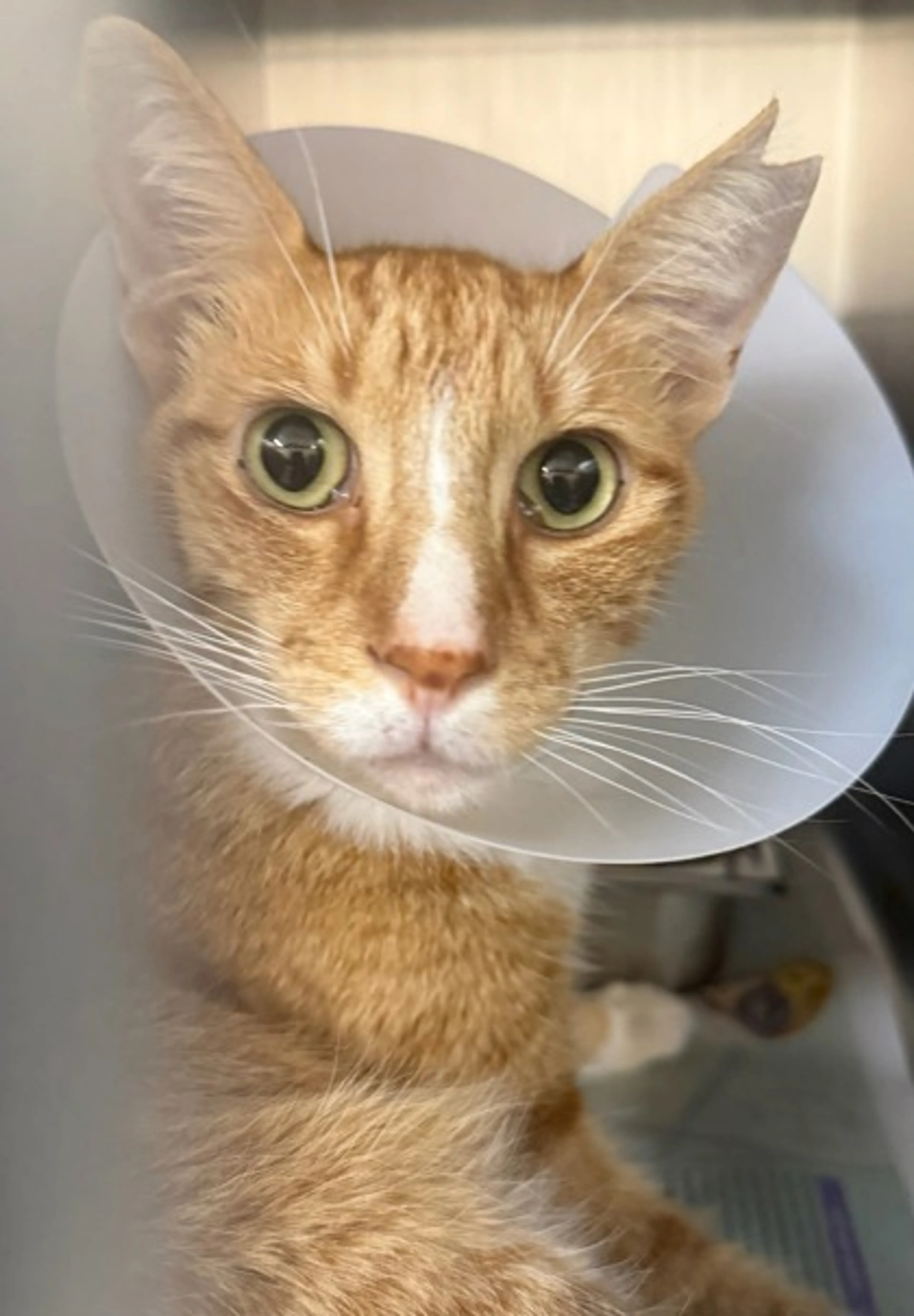 Found pet