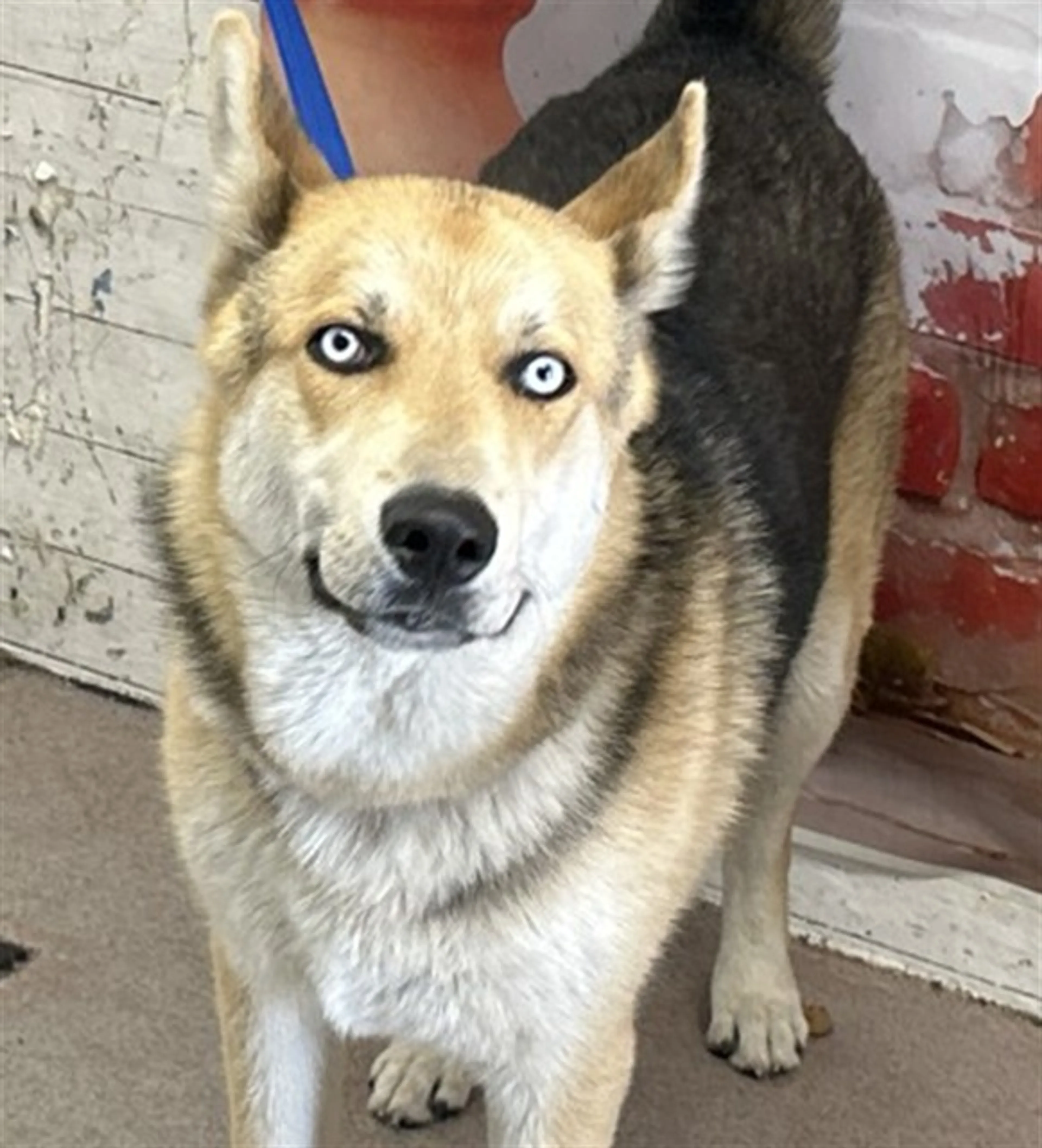 Found pet