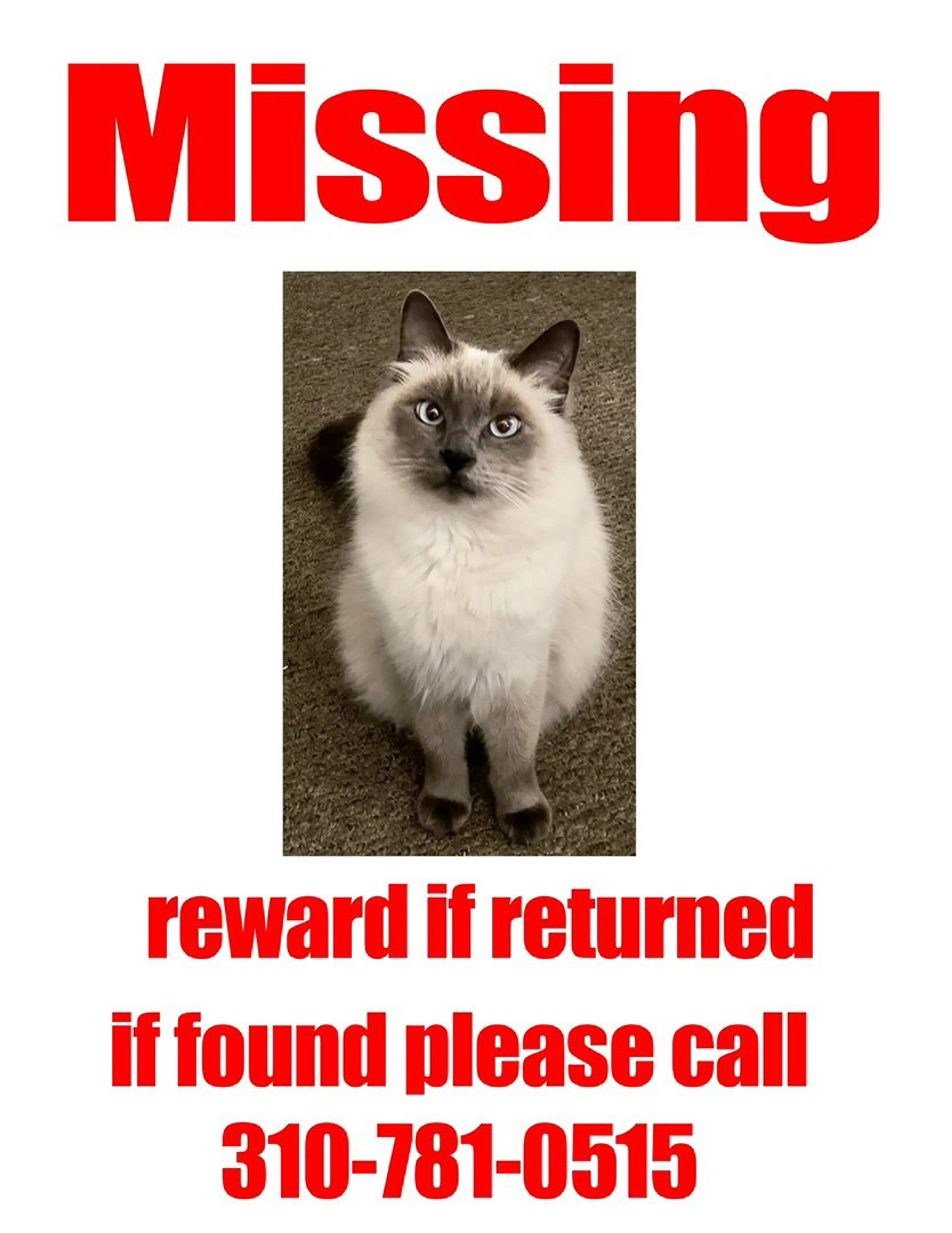 Lost pet-0