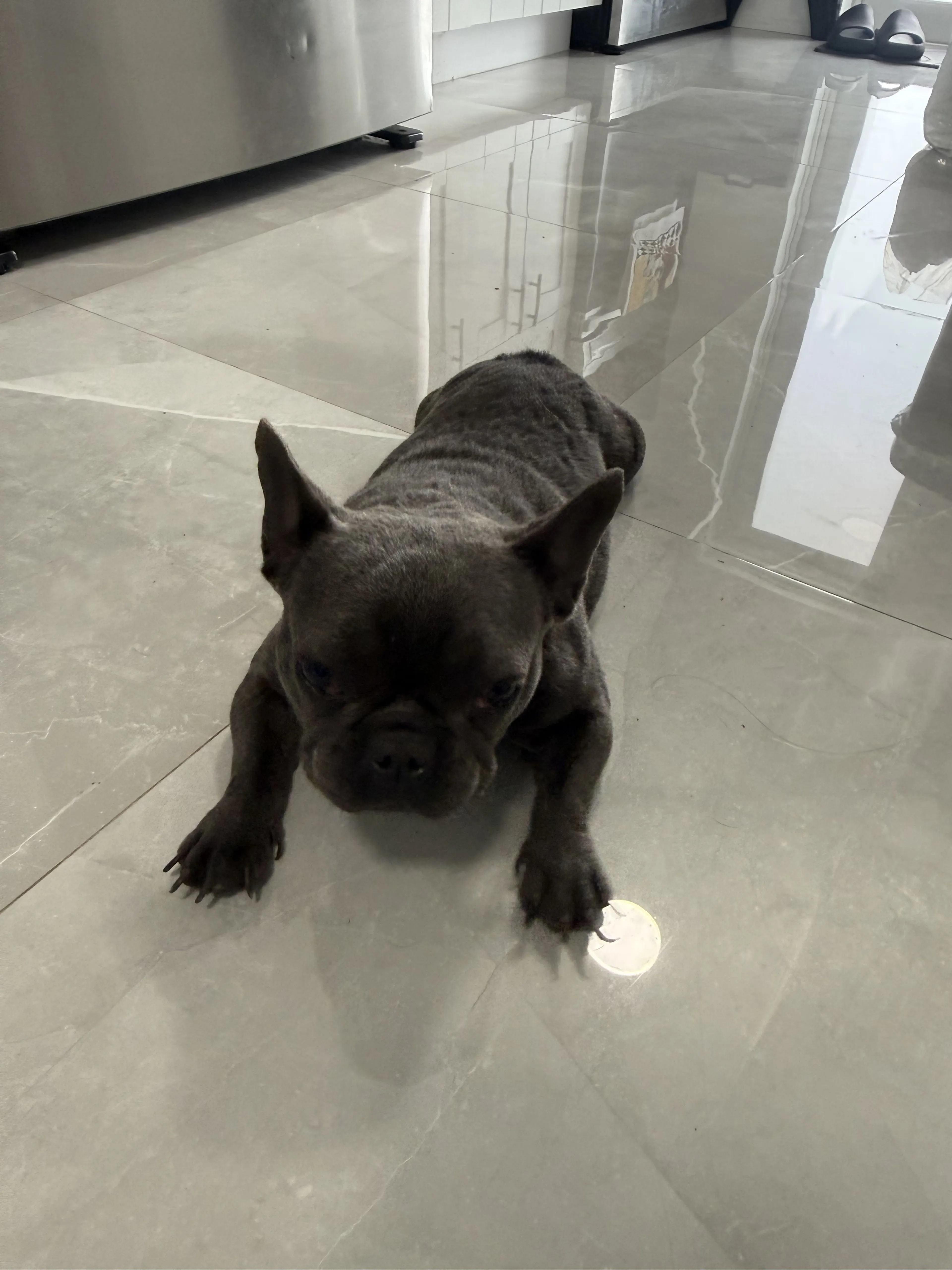 Lost pet-3