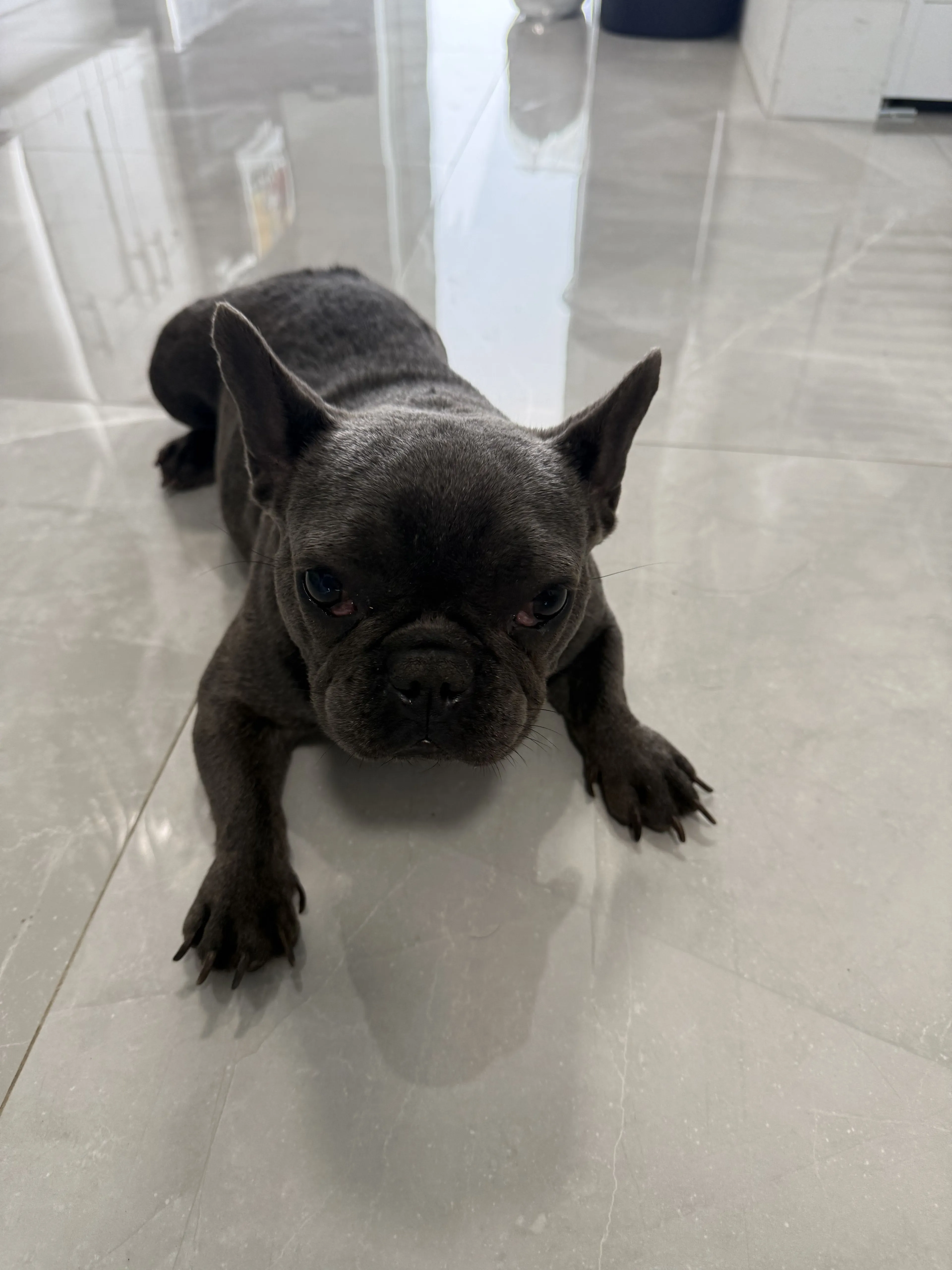 Lost pet-0