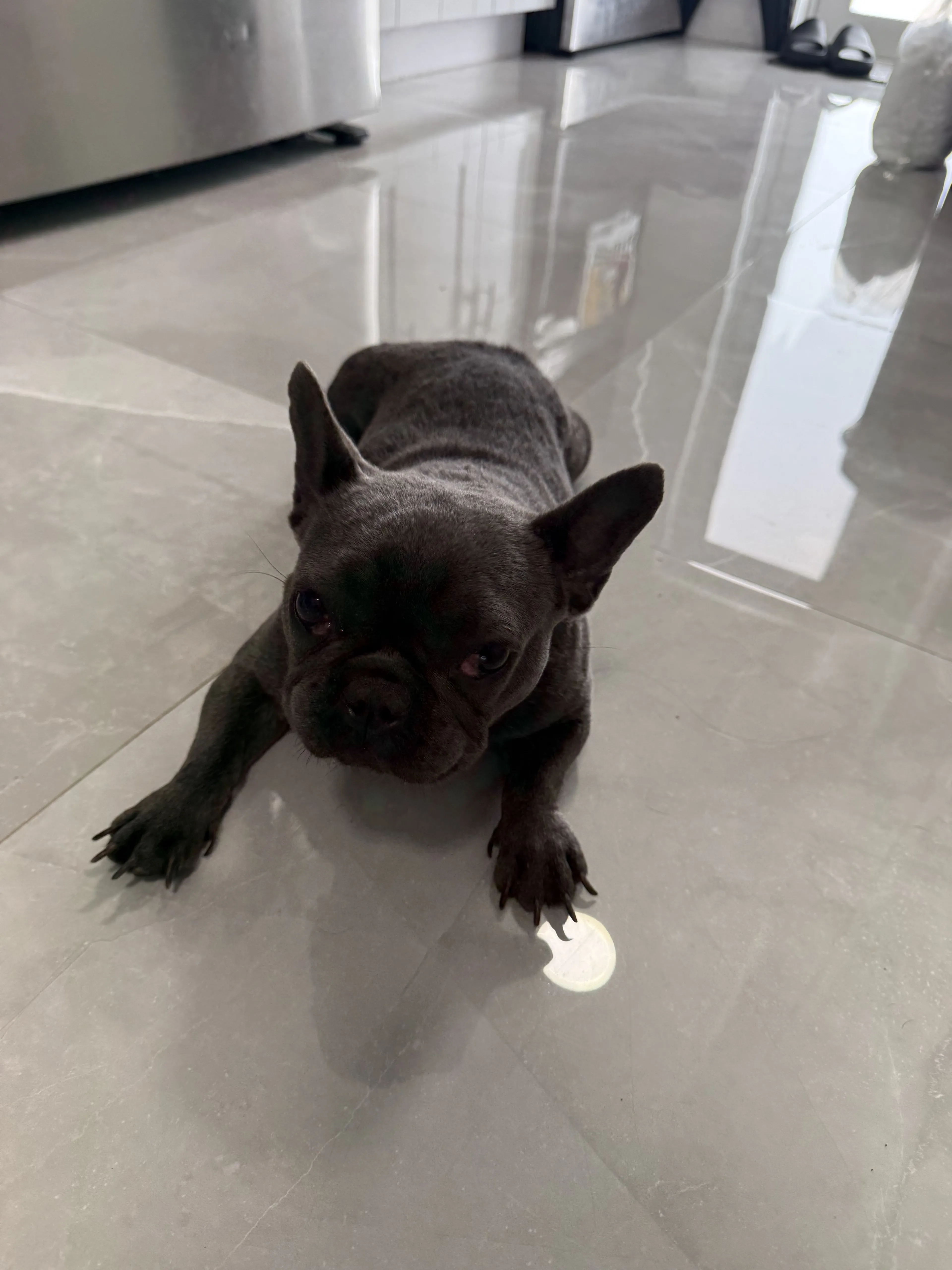 Lost pet-2