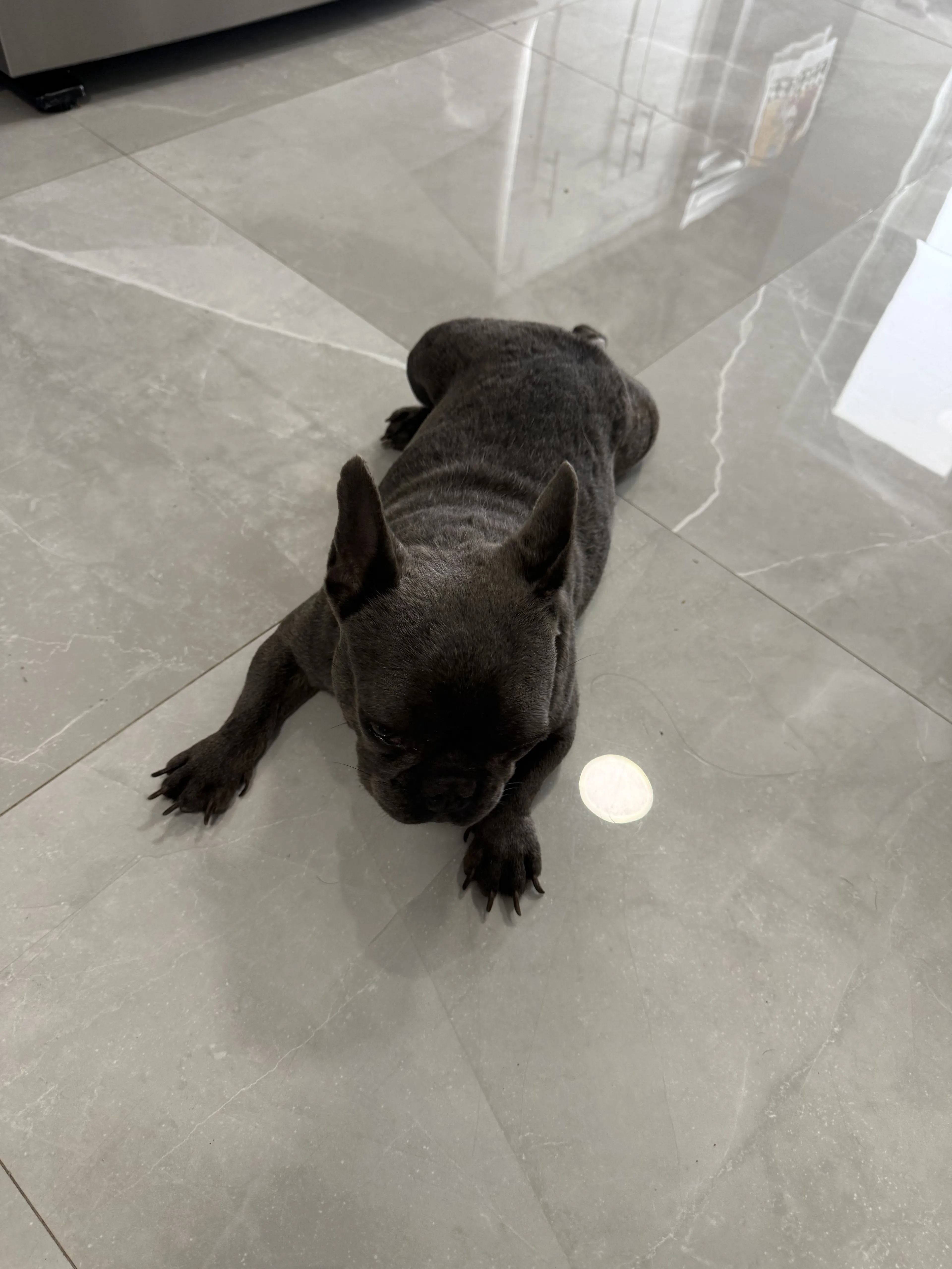 Lost pet-1
