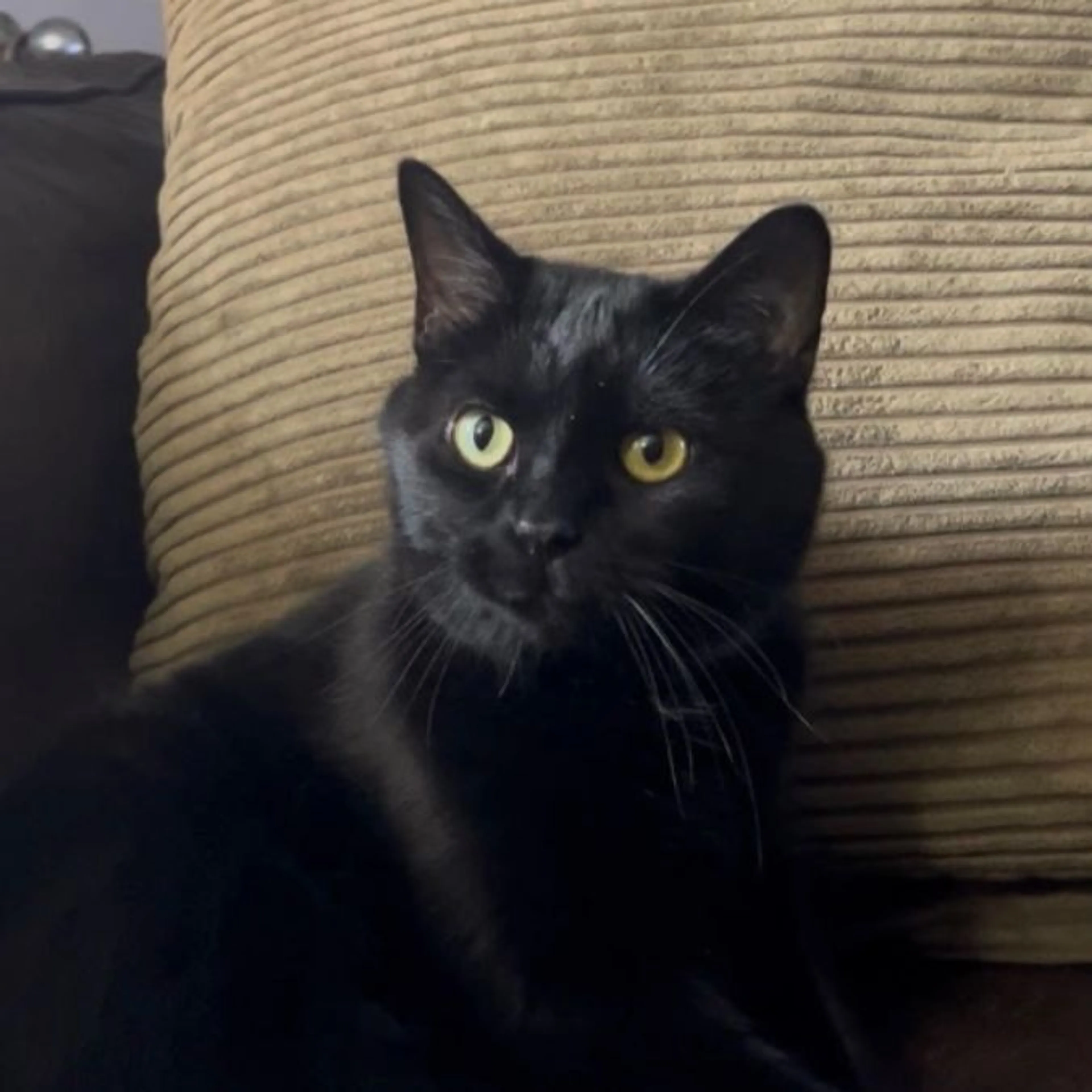 Lost pet