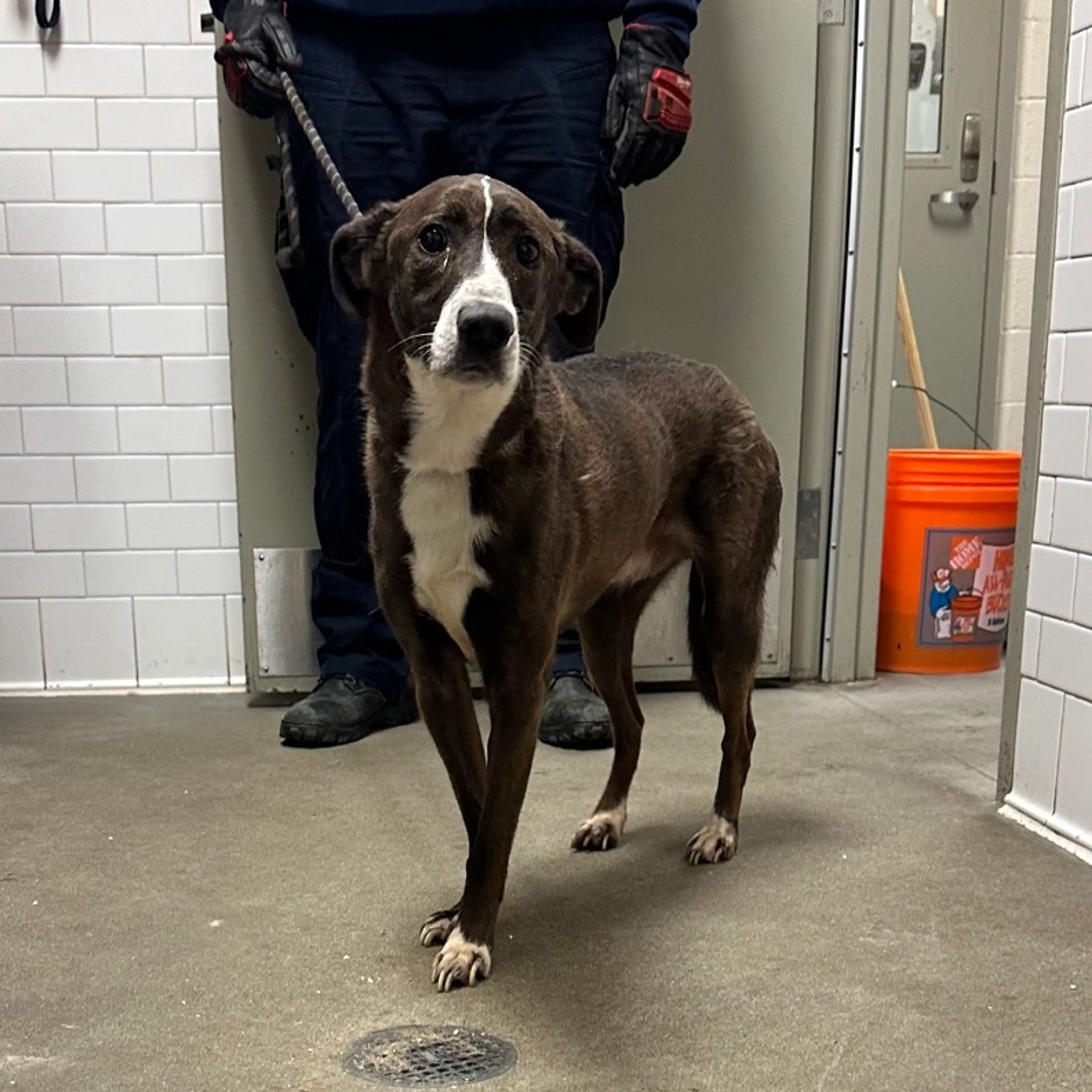 Found pet