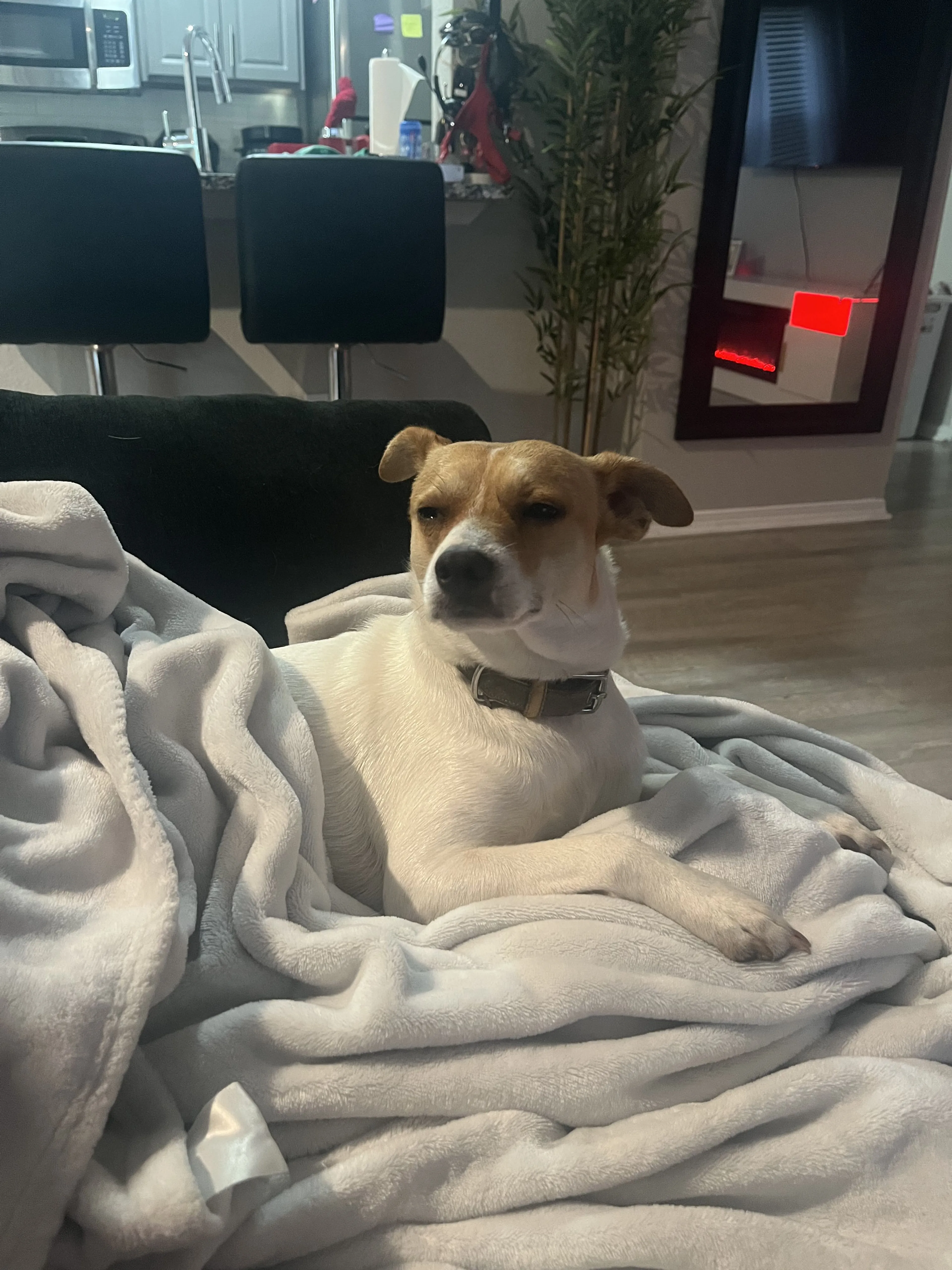 Lost pet-2
