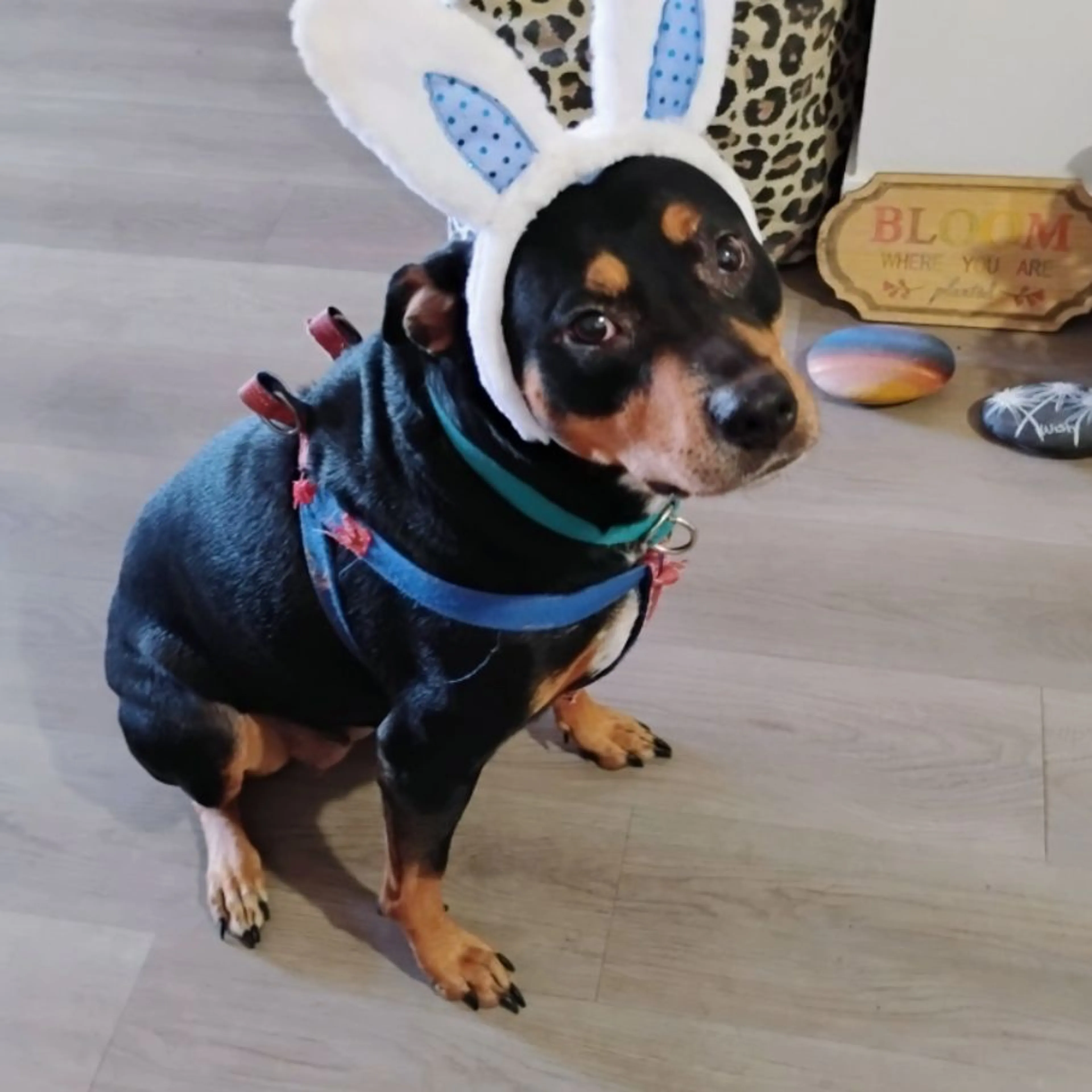 Lost pet