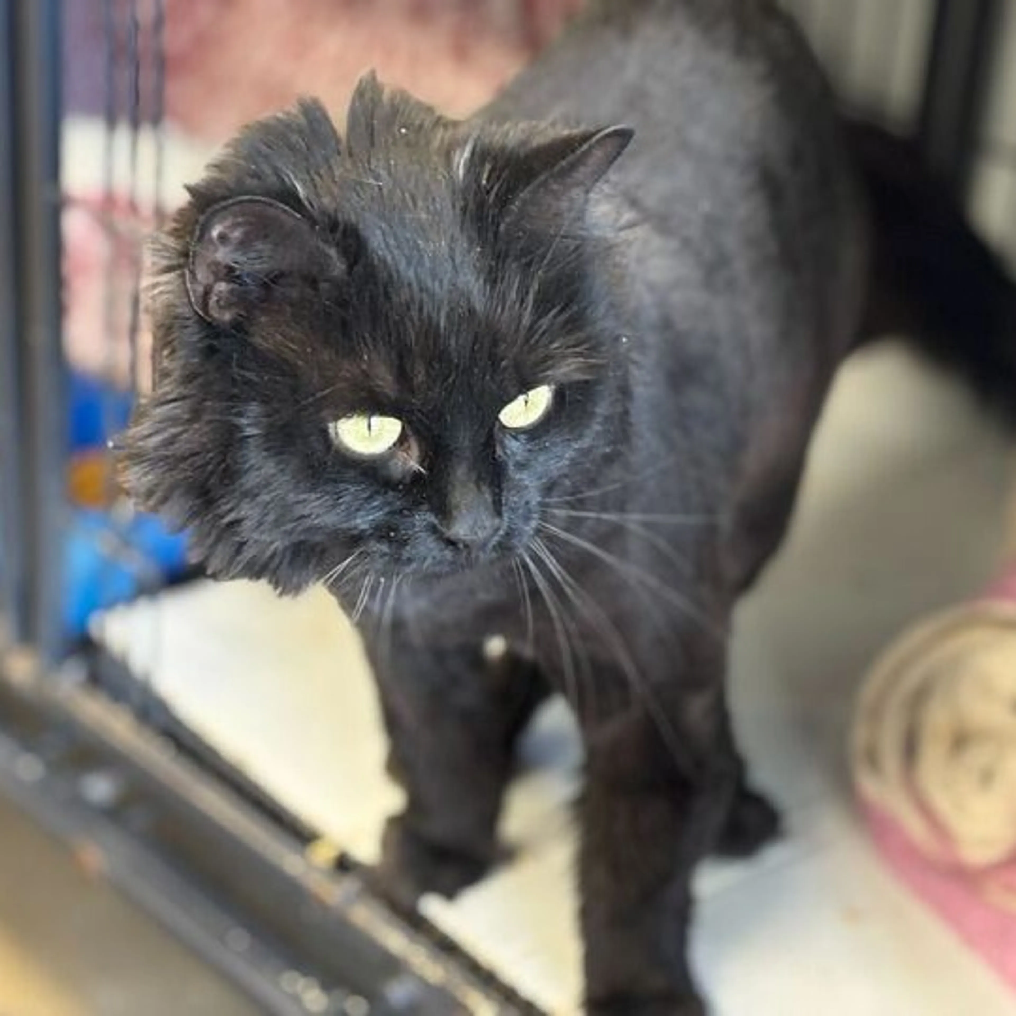Found pet-1