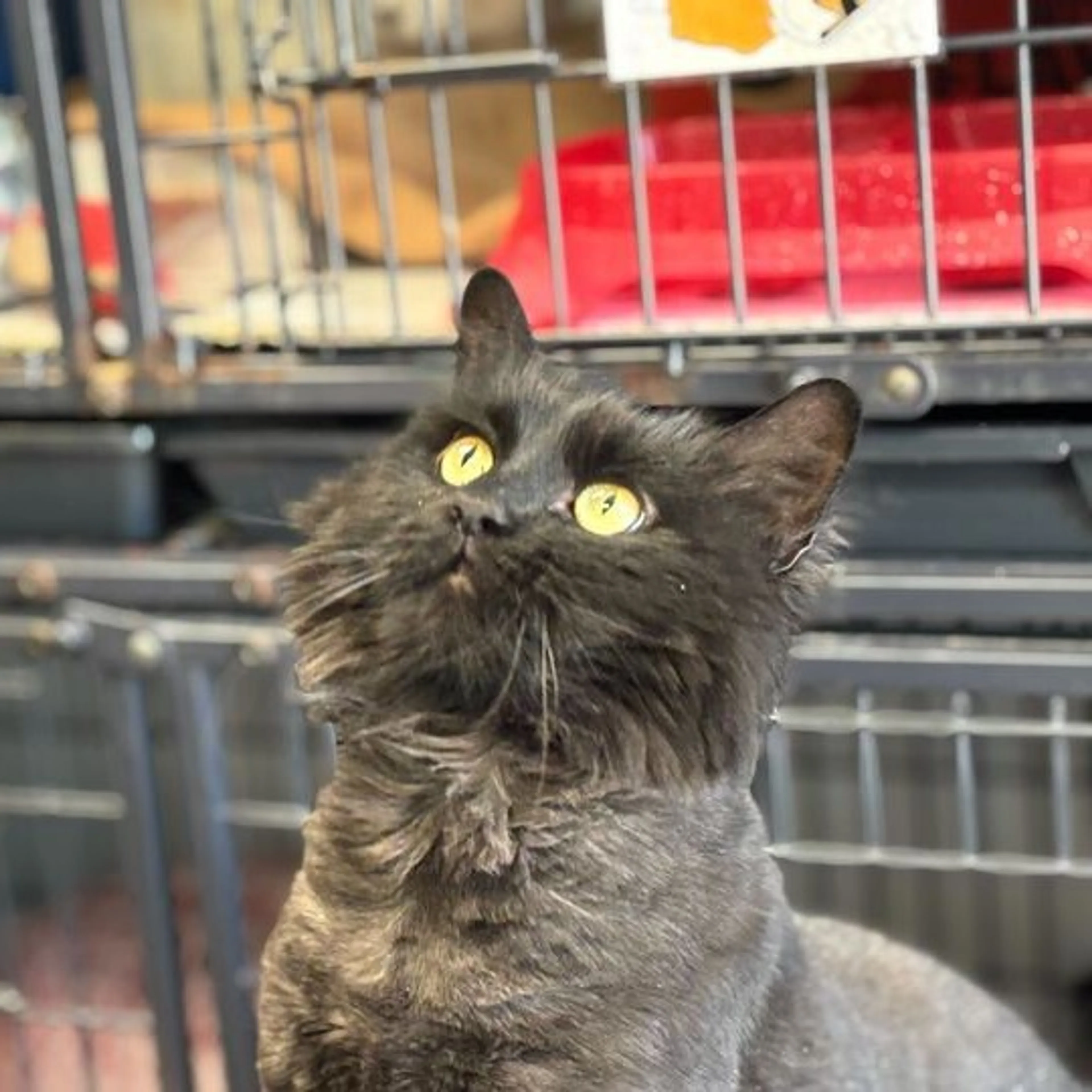 Found pet-0