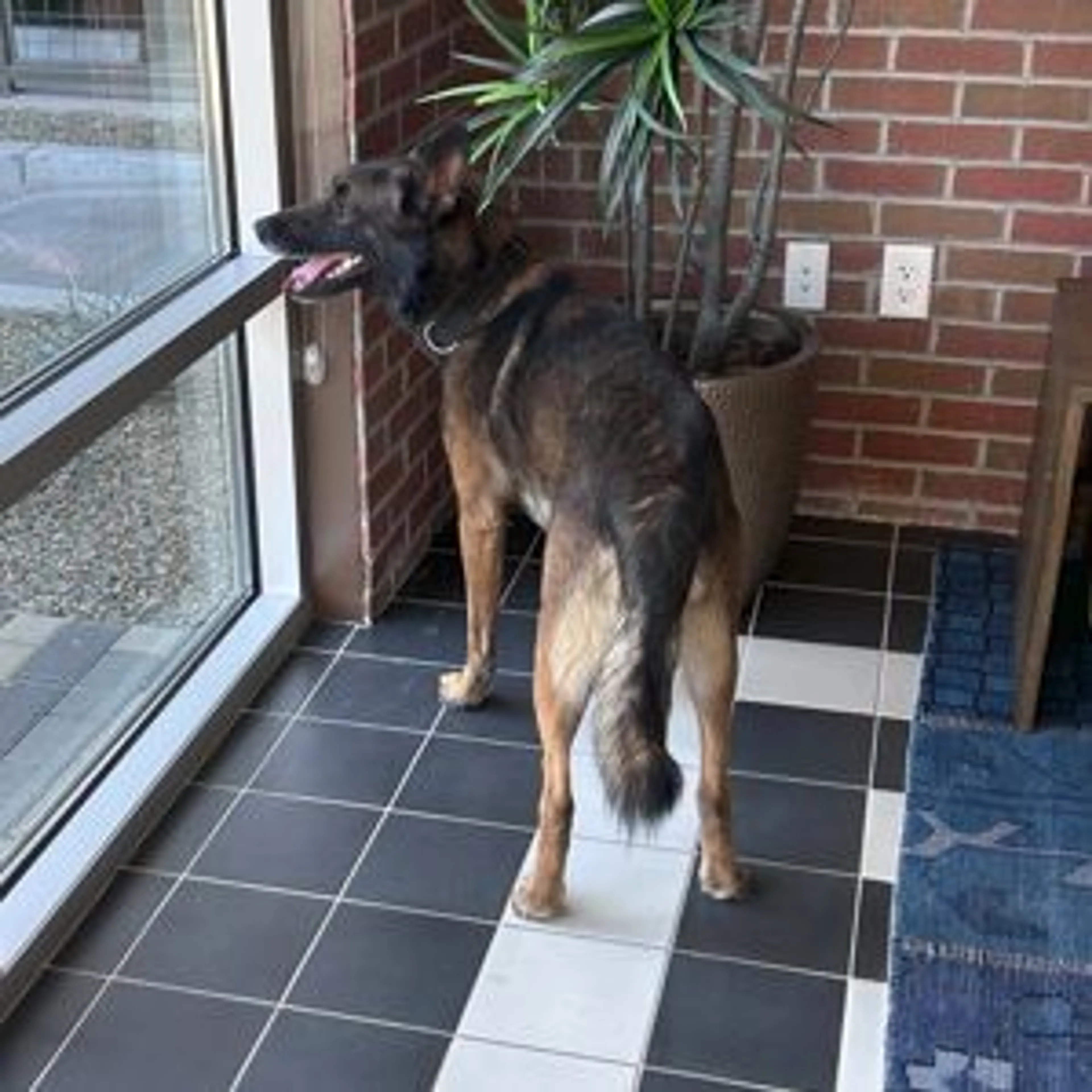 Found pet